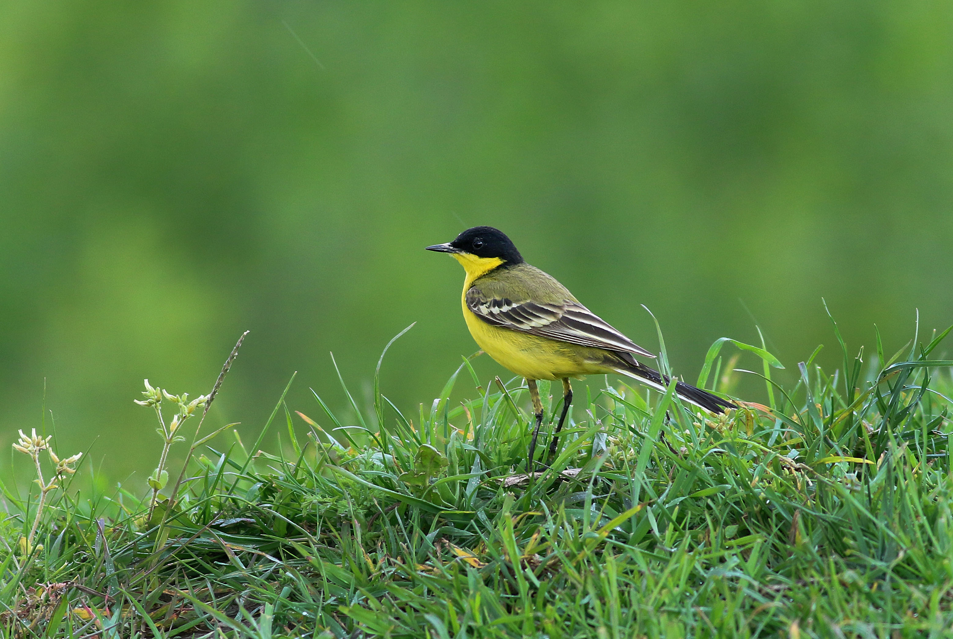 Western Yellow Wagtail