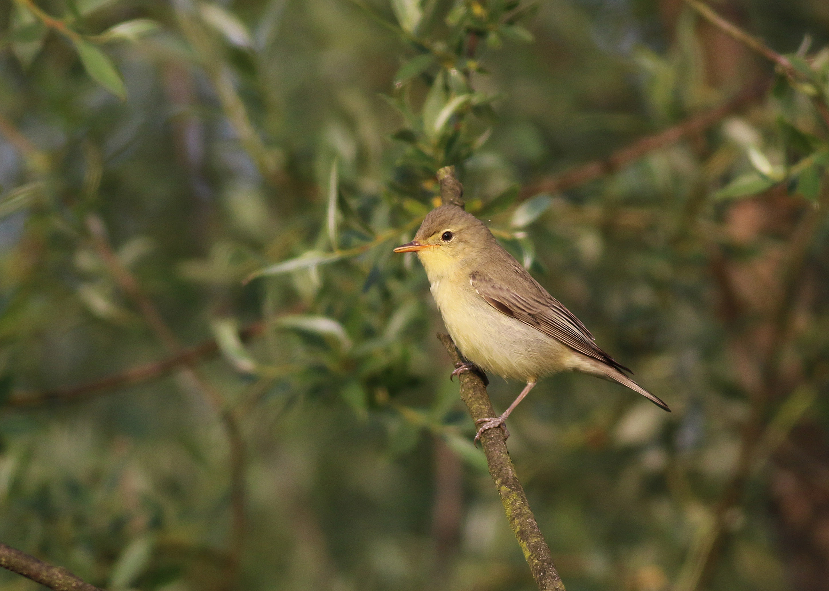 Icterine Warbler — Ana fotoğraf
