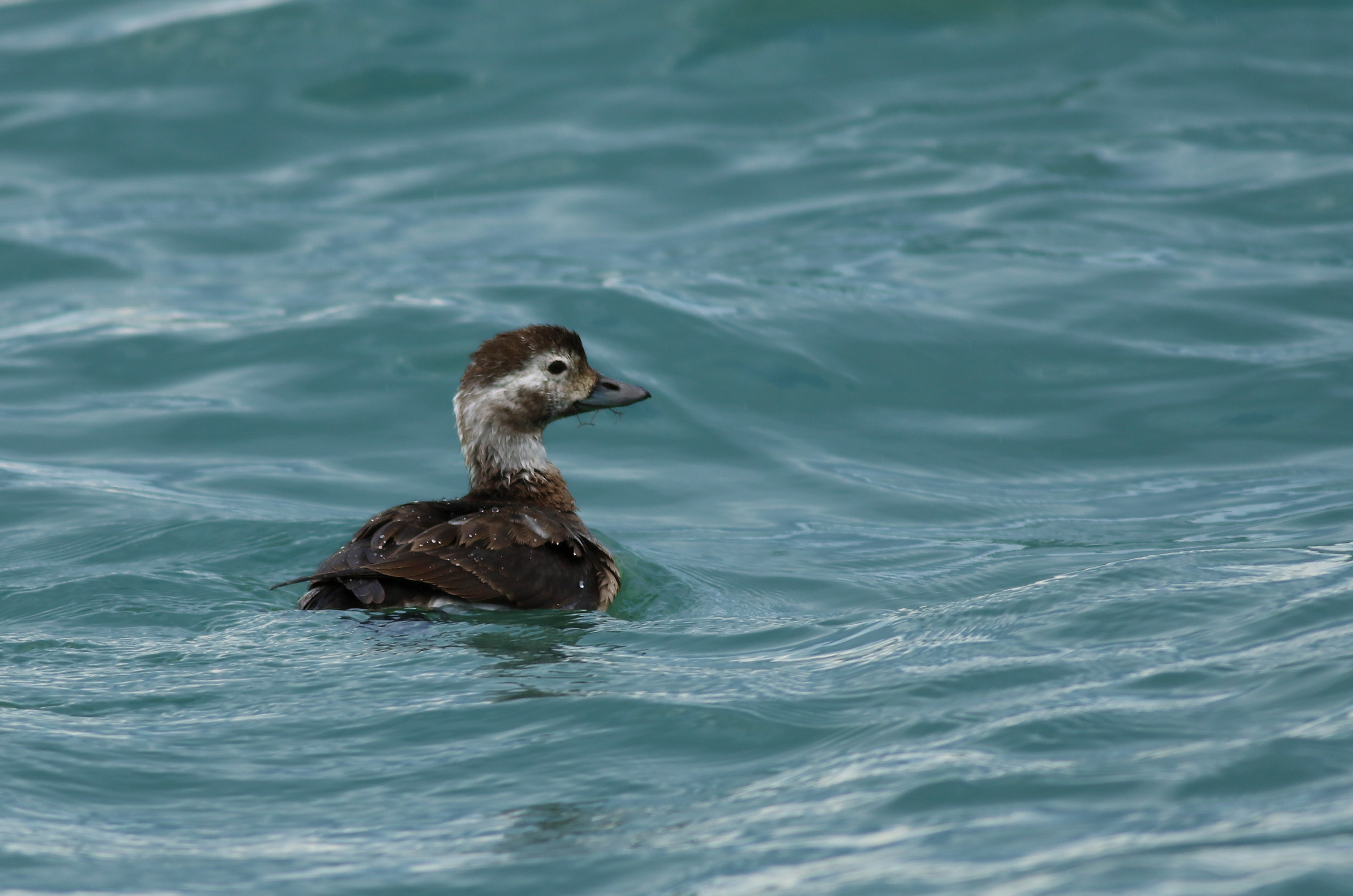 Long-tailed Duck