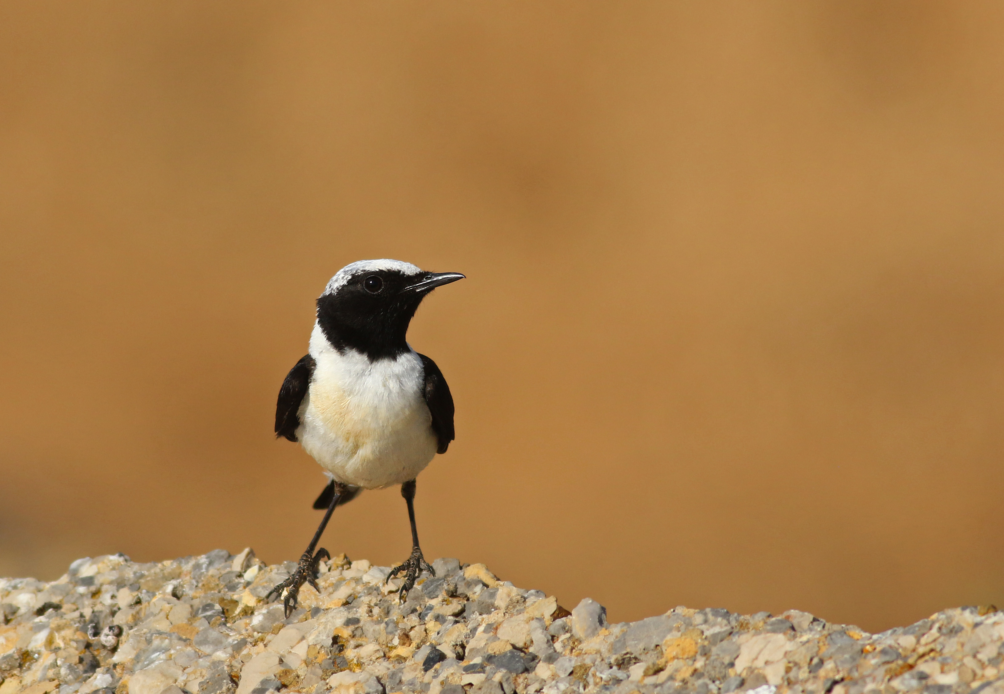 Black-eared Wheatear
