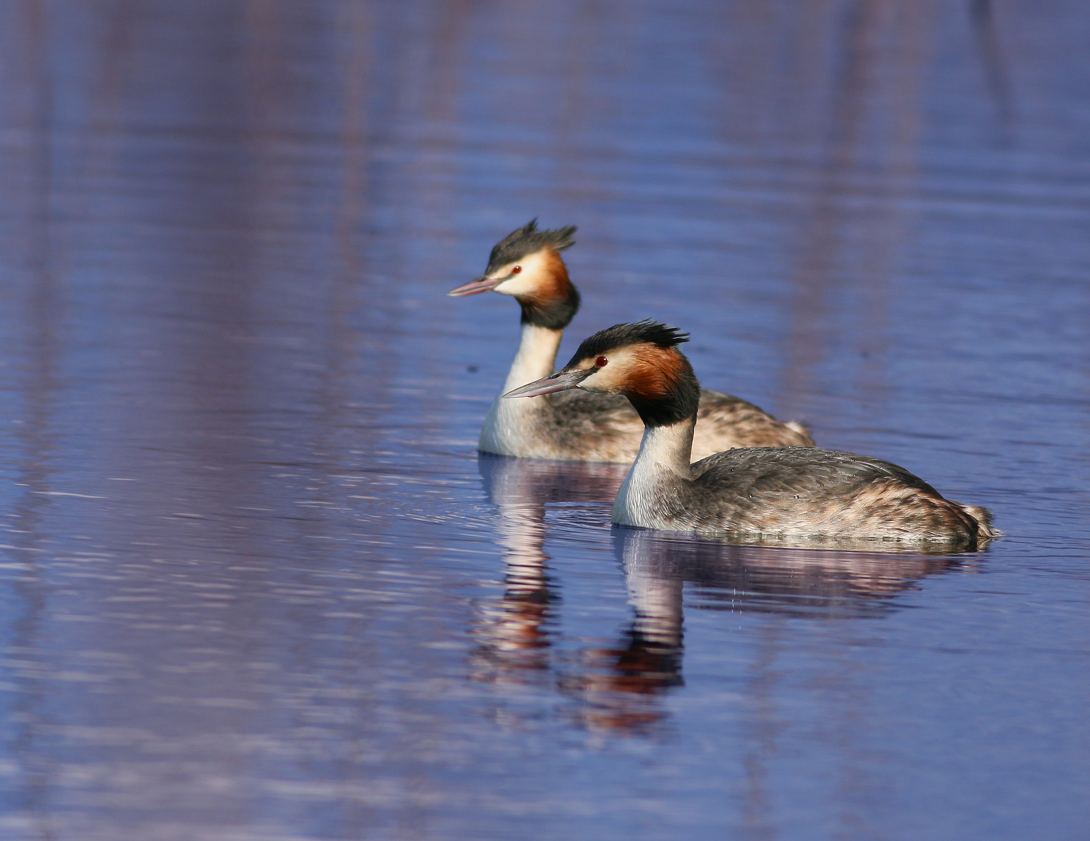 Great Crested Grebe