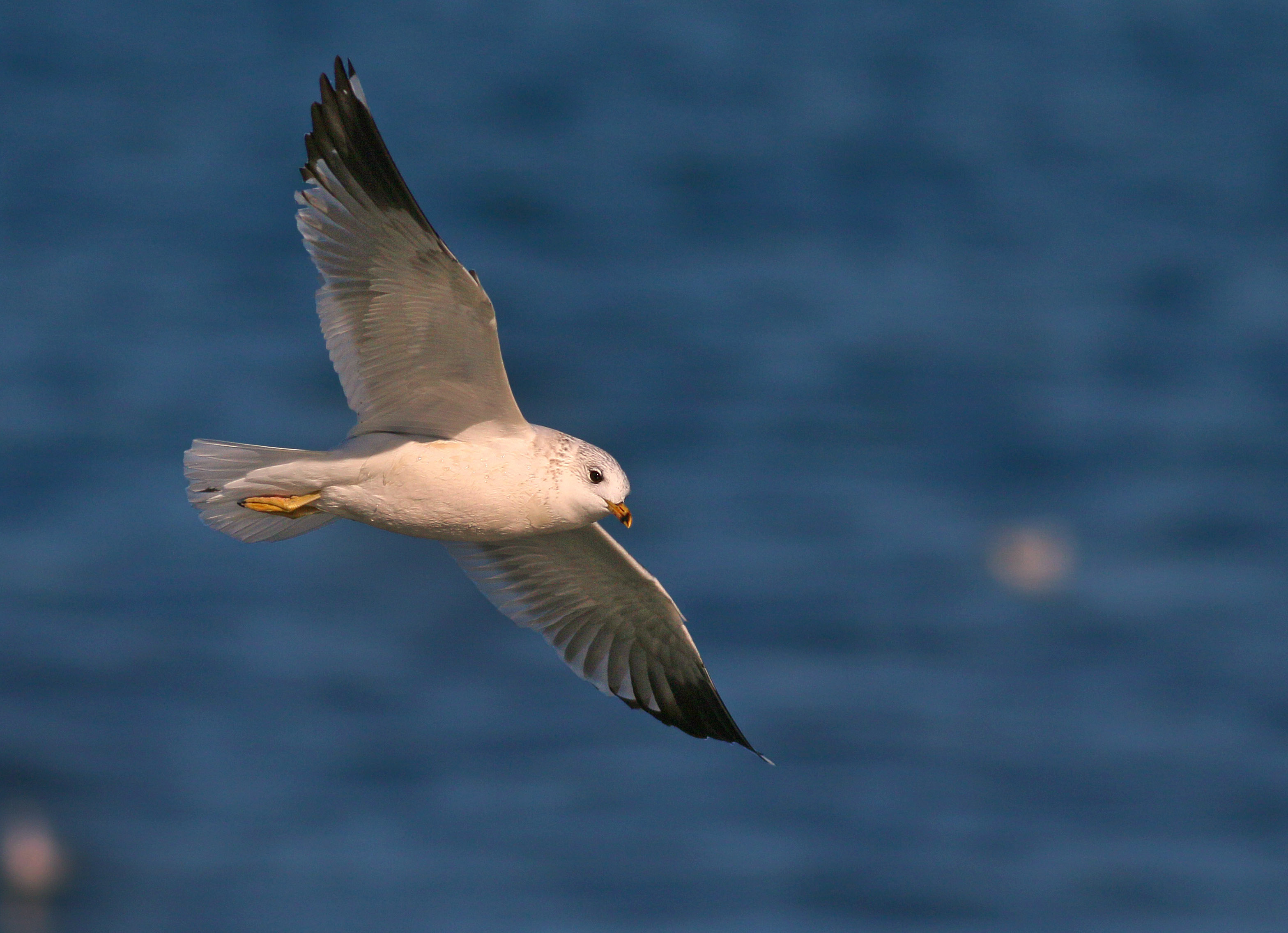 Mew Gull