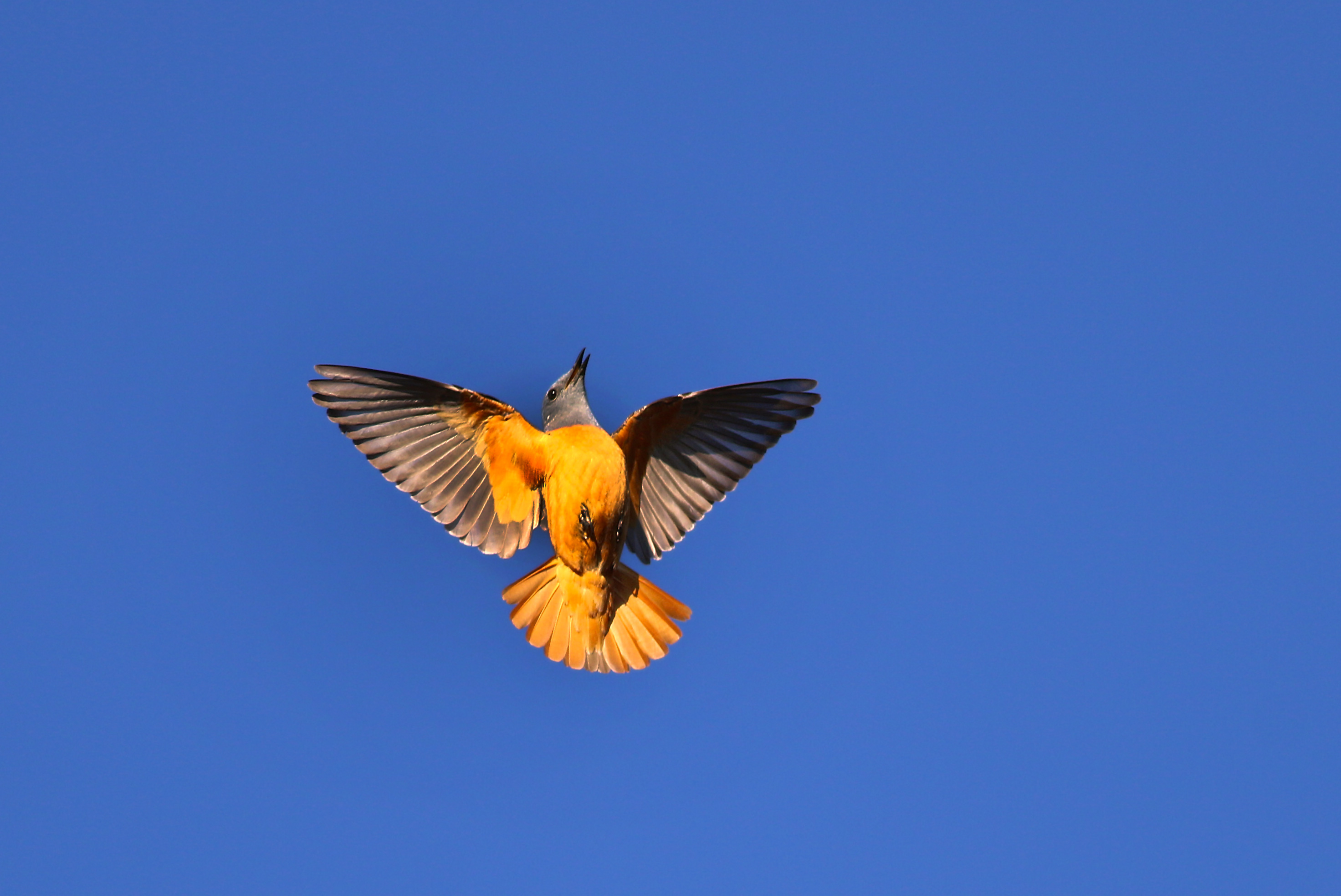 Rufous-tailed Rock-Thrush