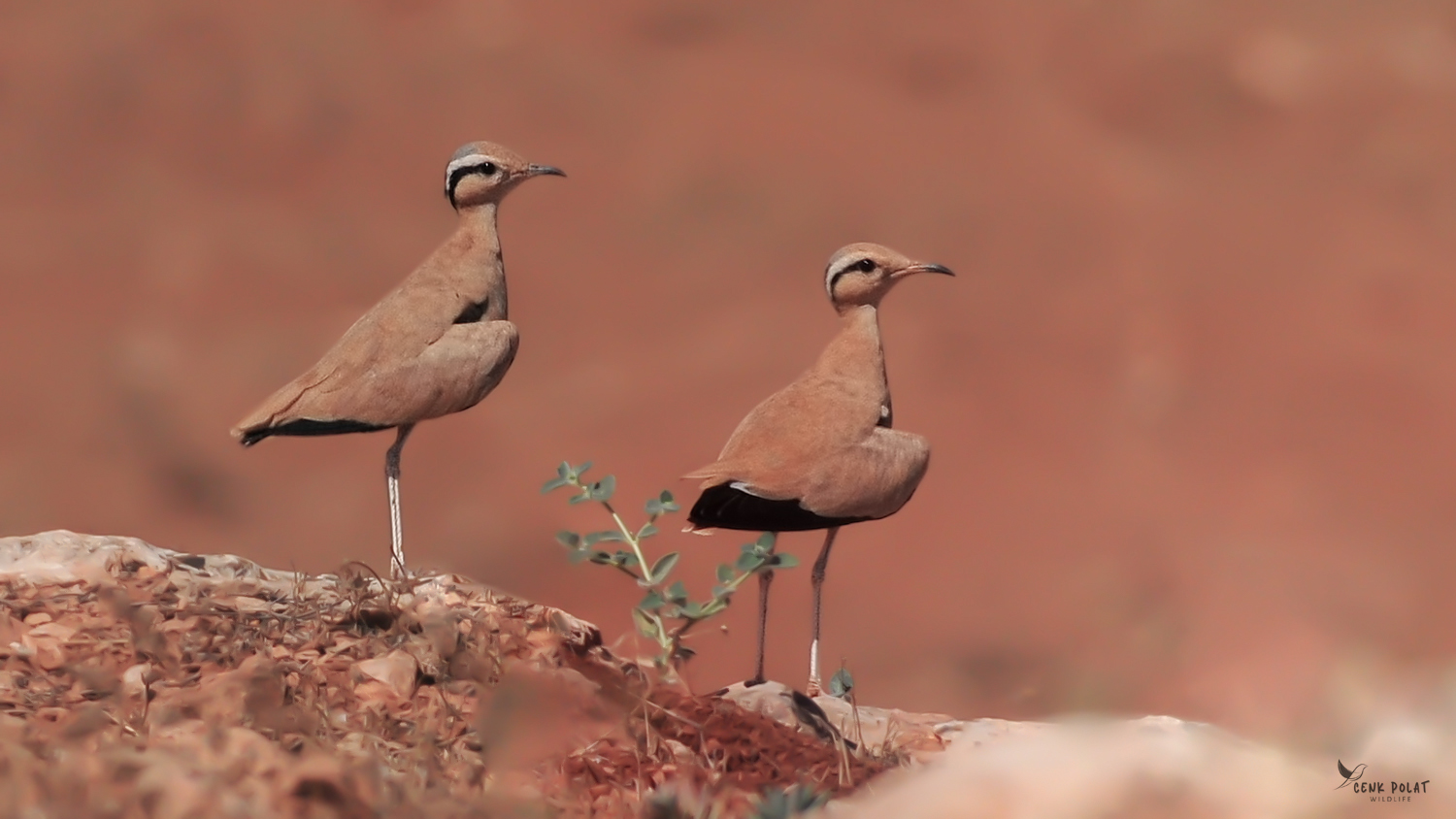 Cream-colored Courser
