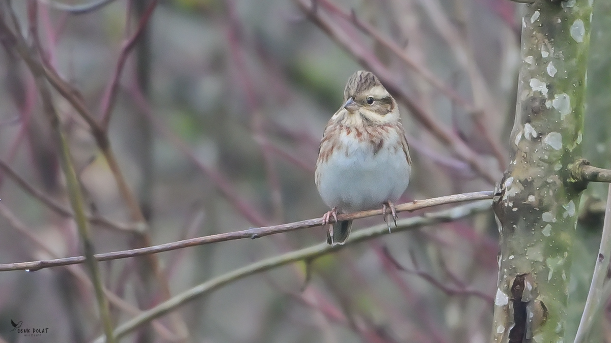 Rustic Bunting — Ana fotoğraf