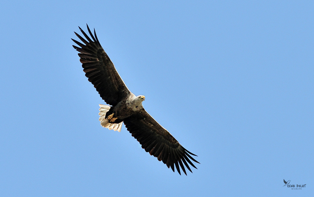 White-tailed Eagle