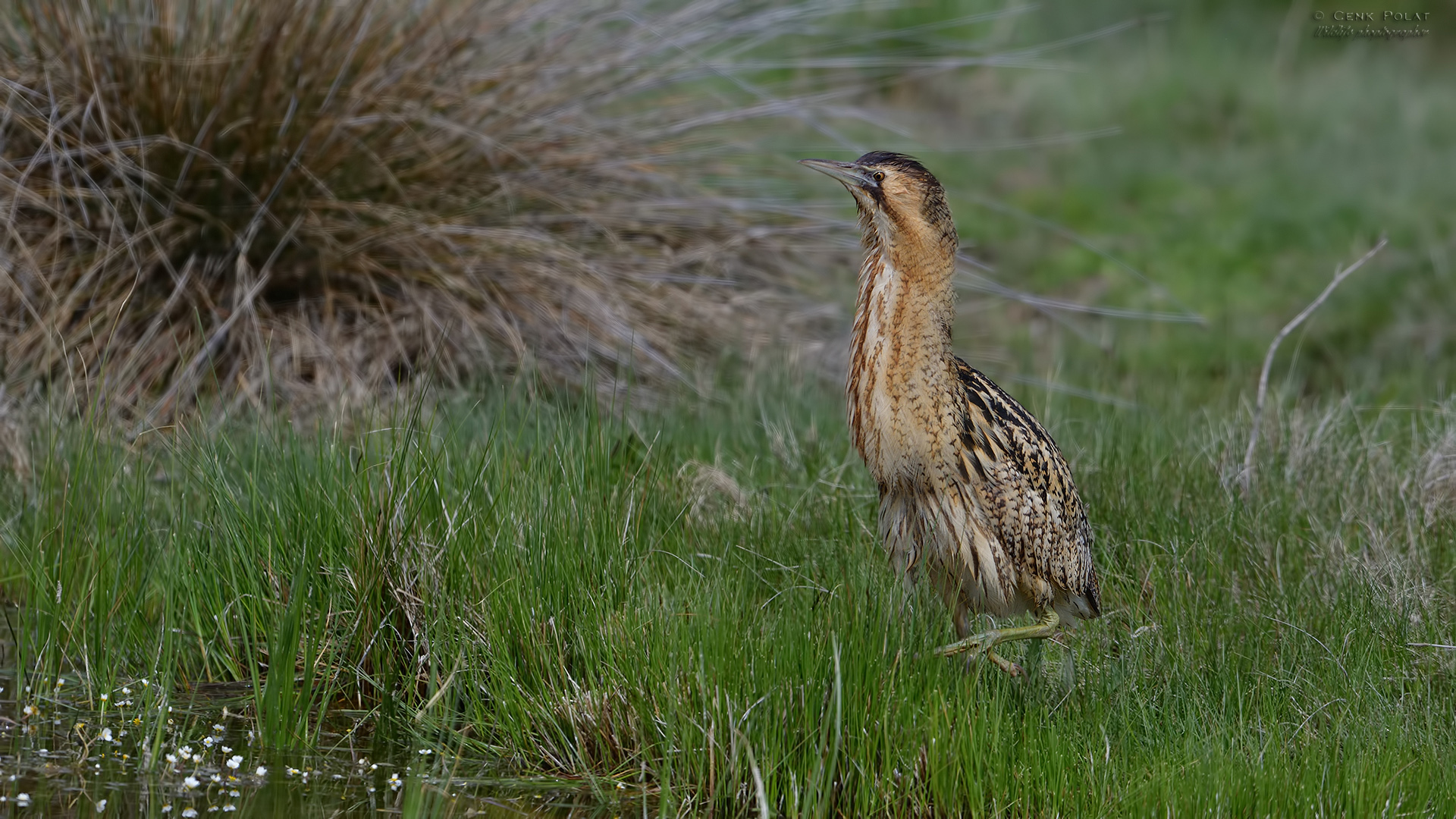 Great Bittern