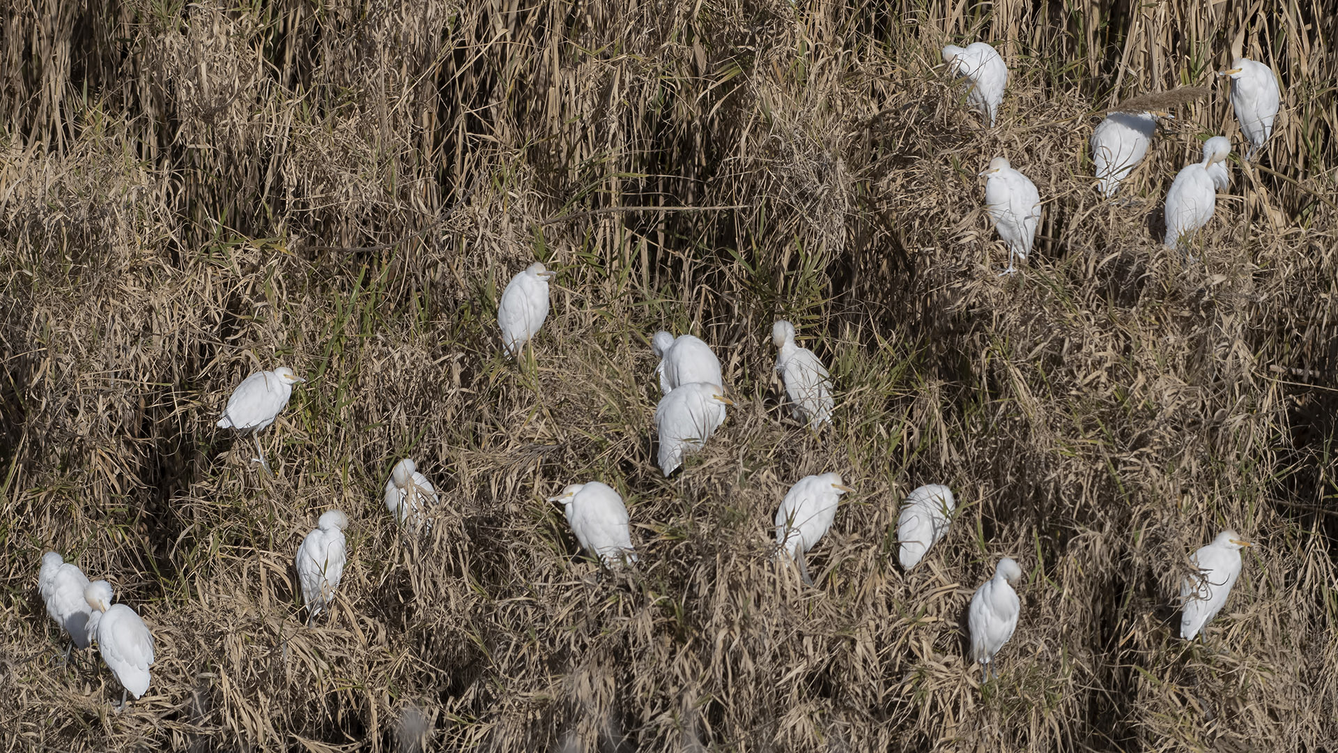 Cattle Egret