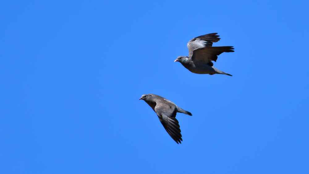 Stock Dove
