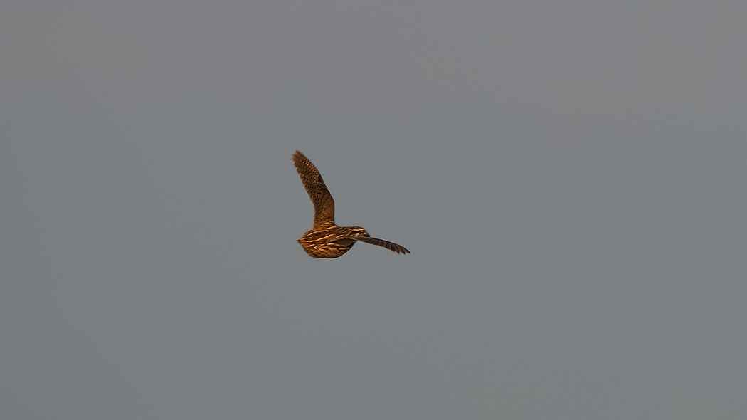 Common Quail