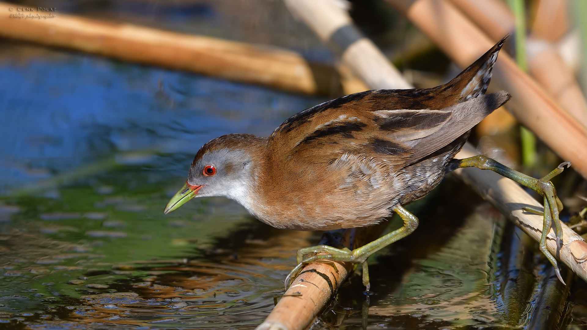 Little Crake