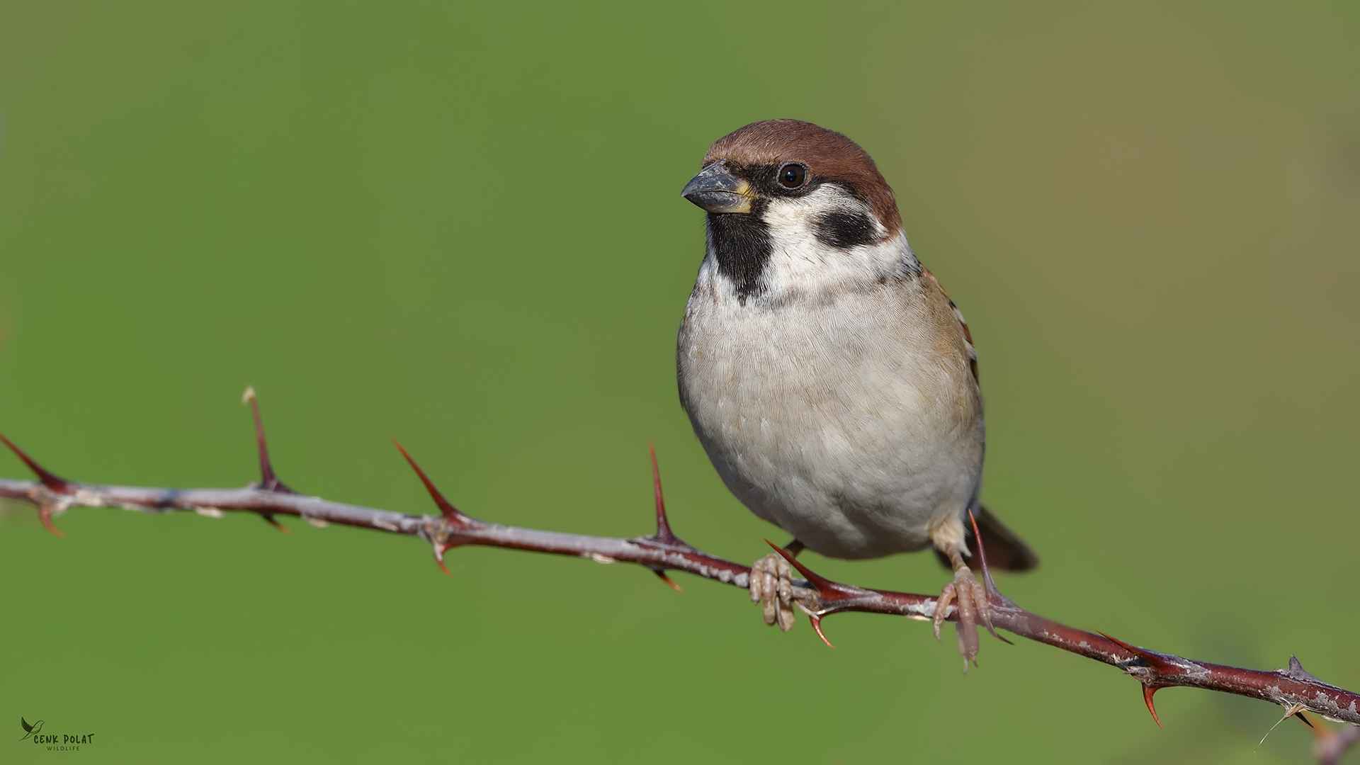 Eurasian Tree Sparrow