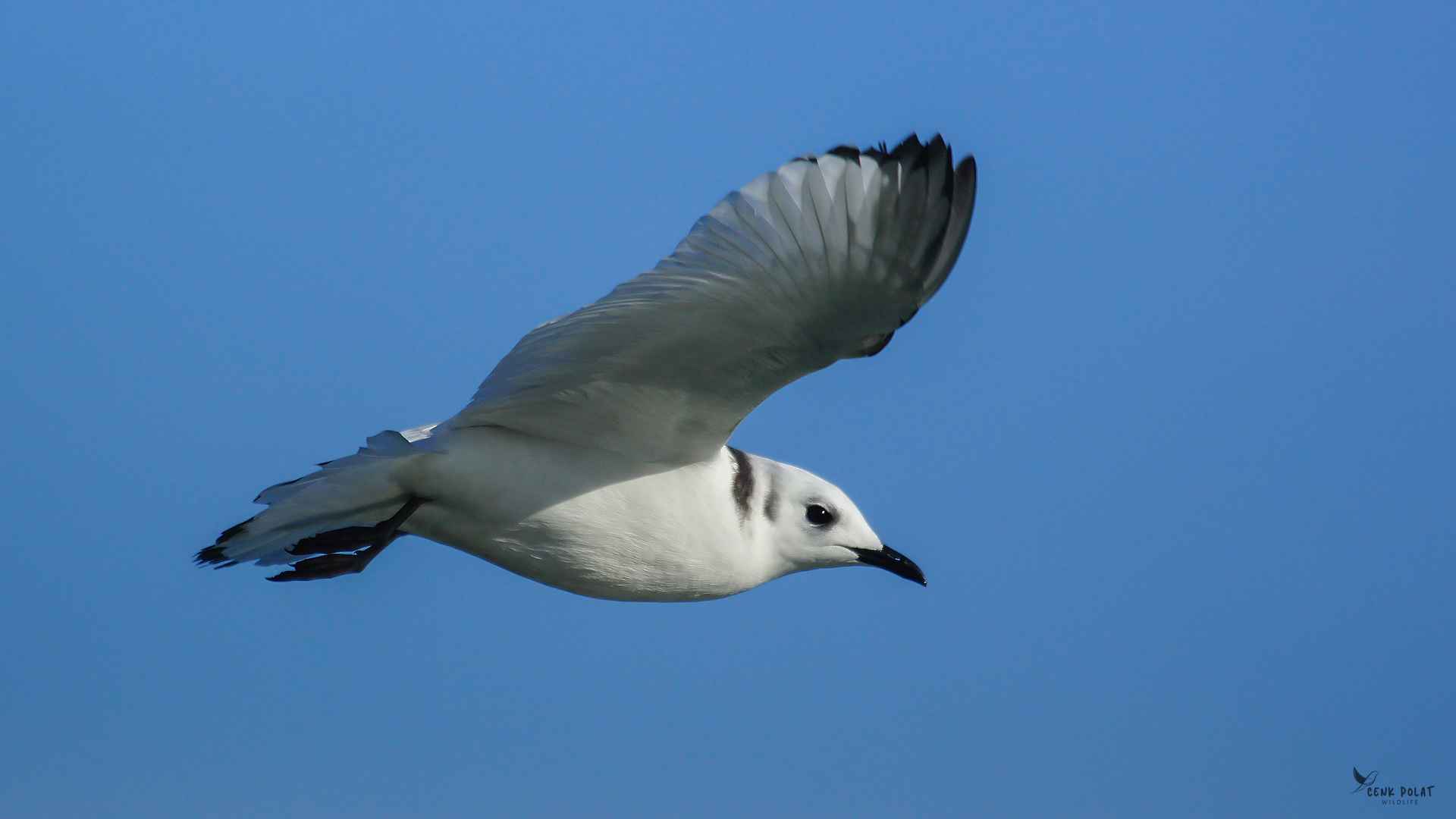 Black-legged Kittiwake