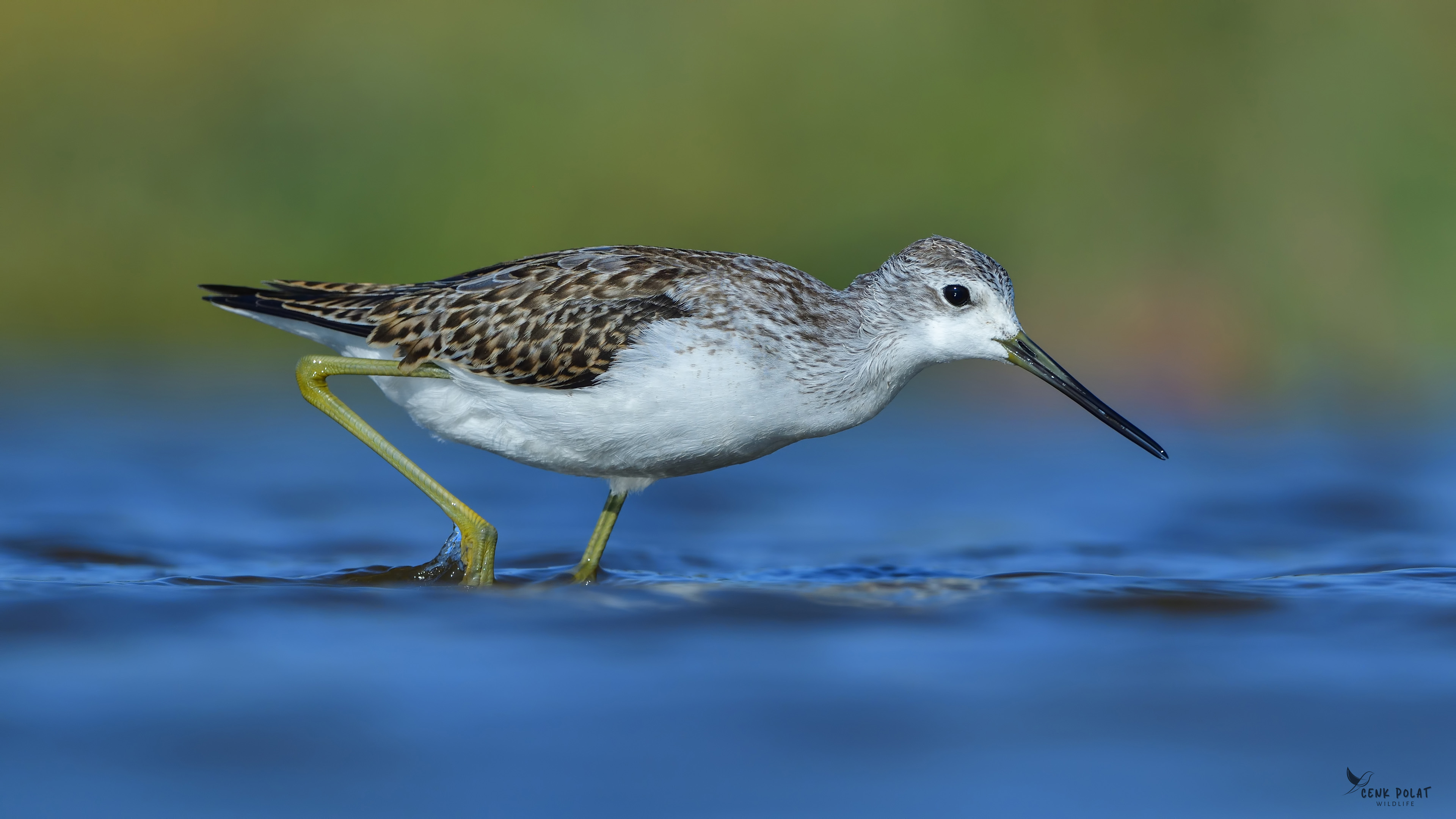 Marsh Sandpiper