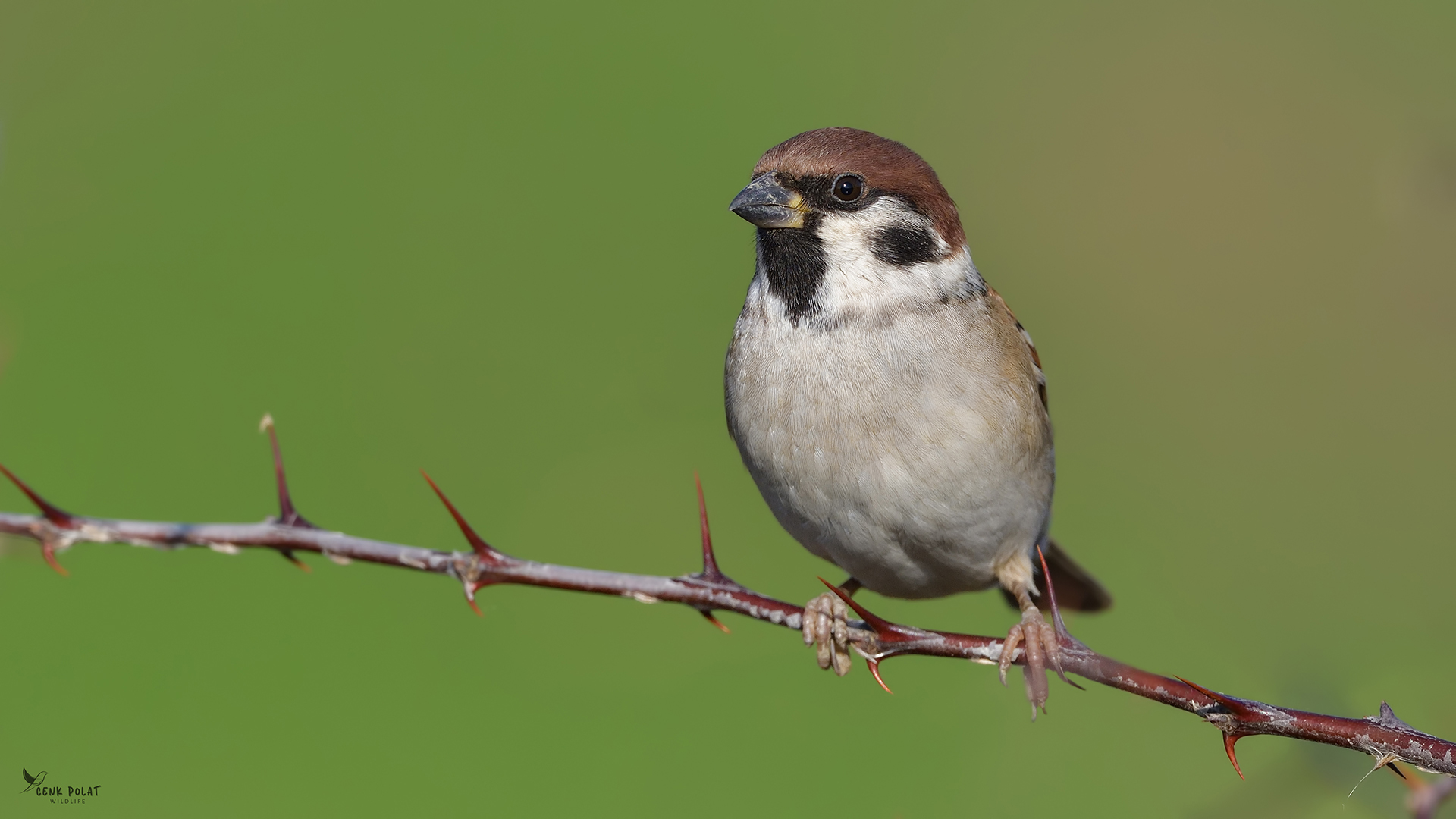 Eurasian Tree Sparrow
