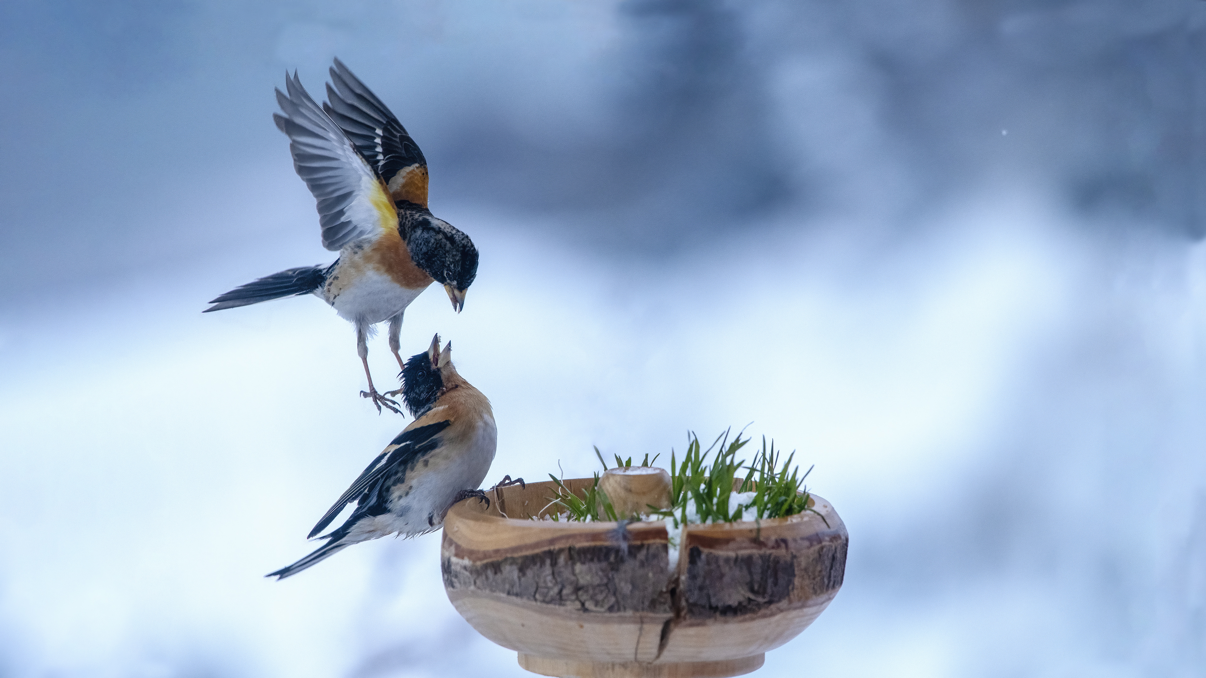 Brambling — Ana fotoğraf