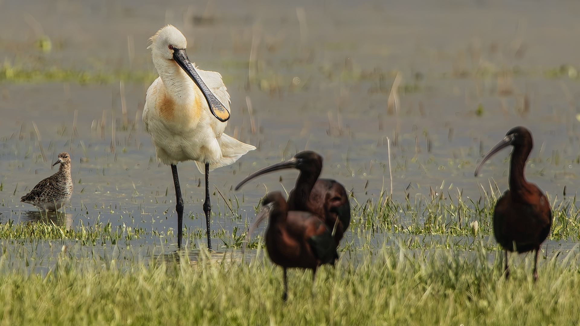 Eurasian Spoonbill