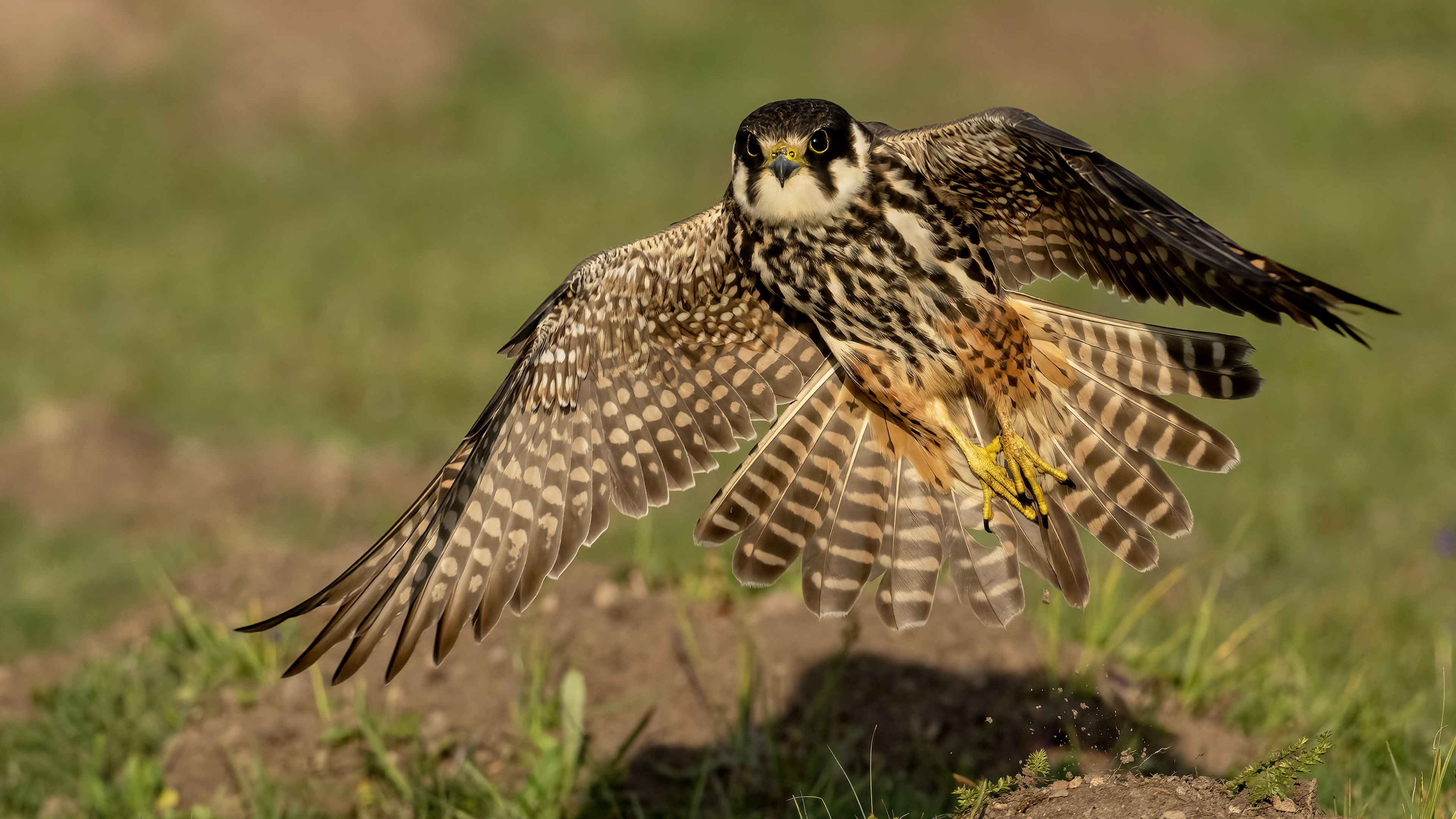 Eurasian Hobby