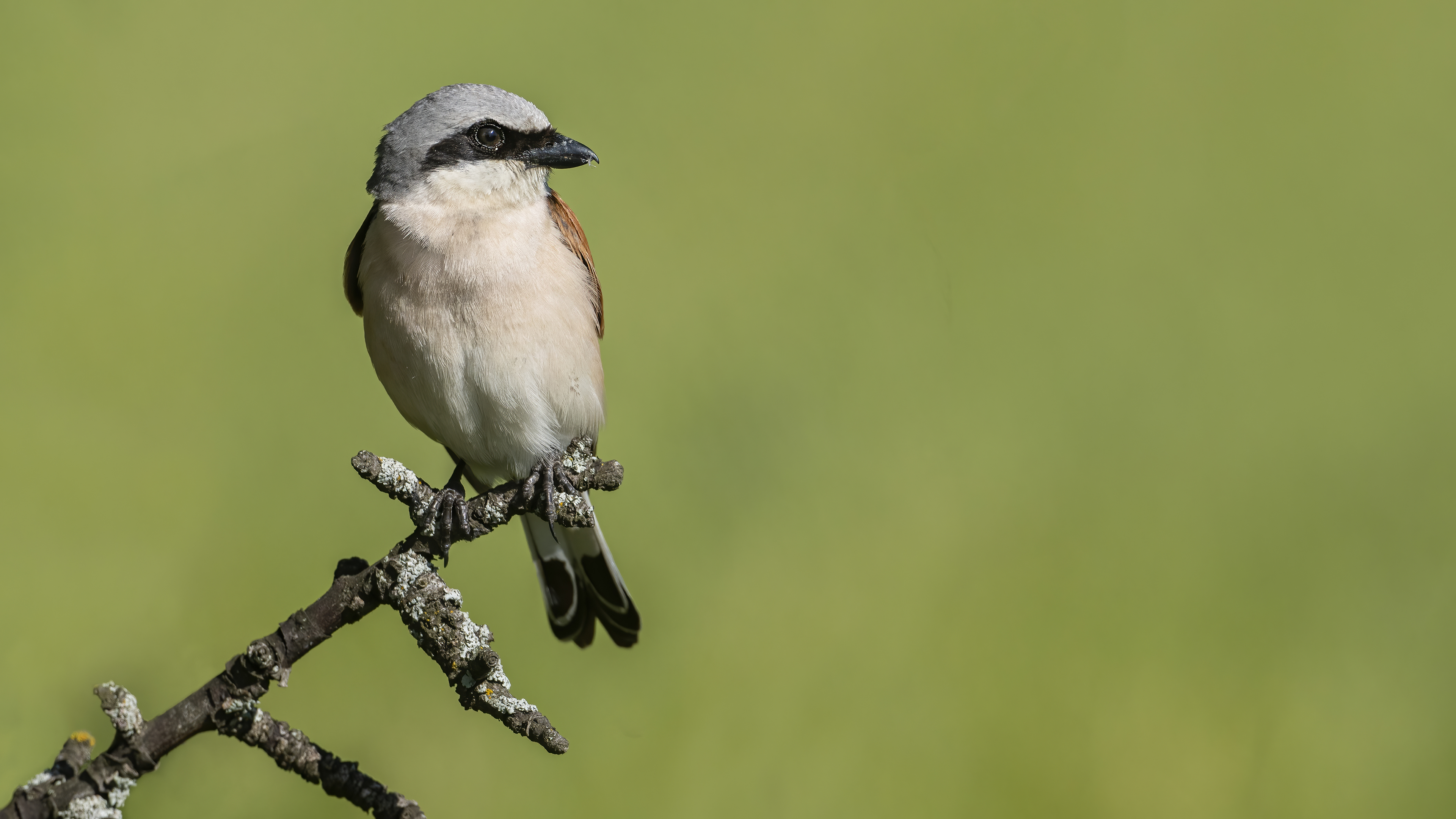 Red-backed Shrike