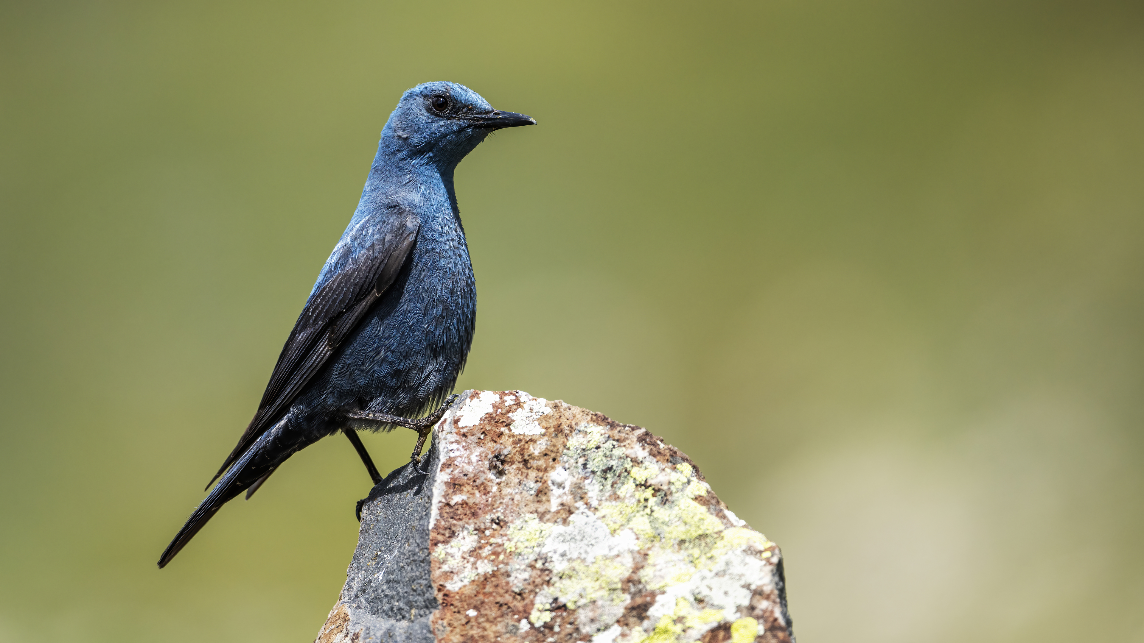 Blue Rock-Thrush