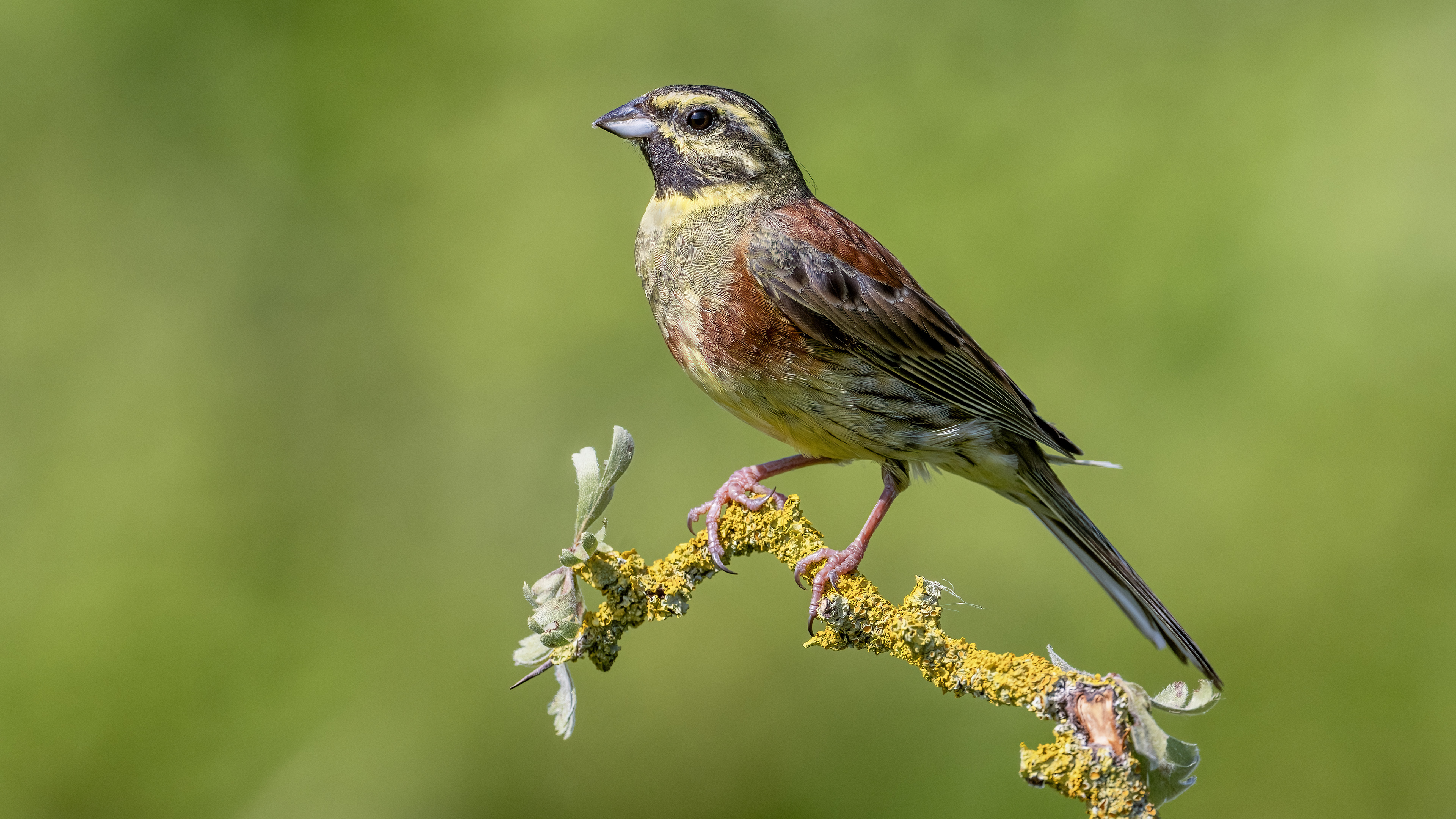 Cirl Bunting