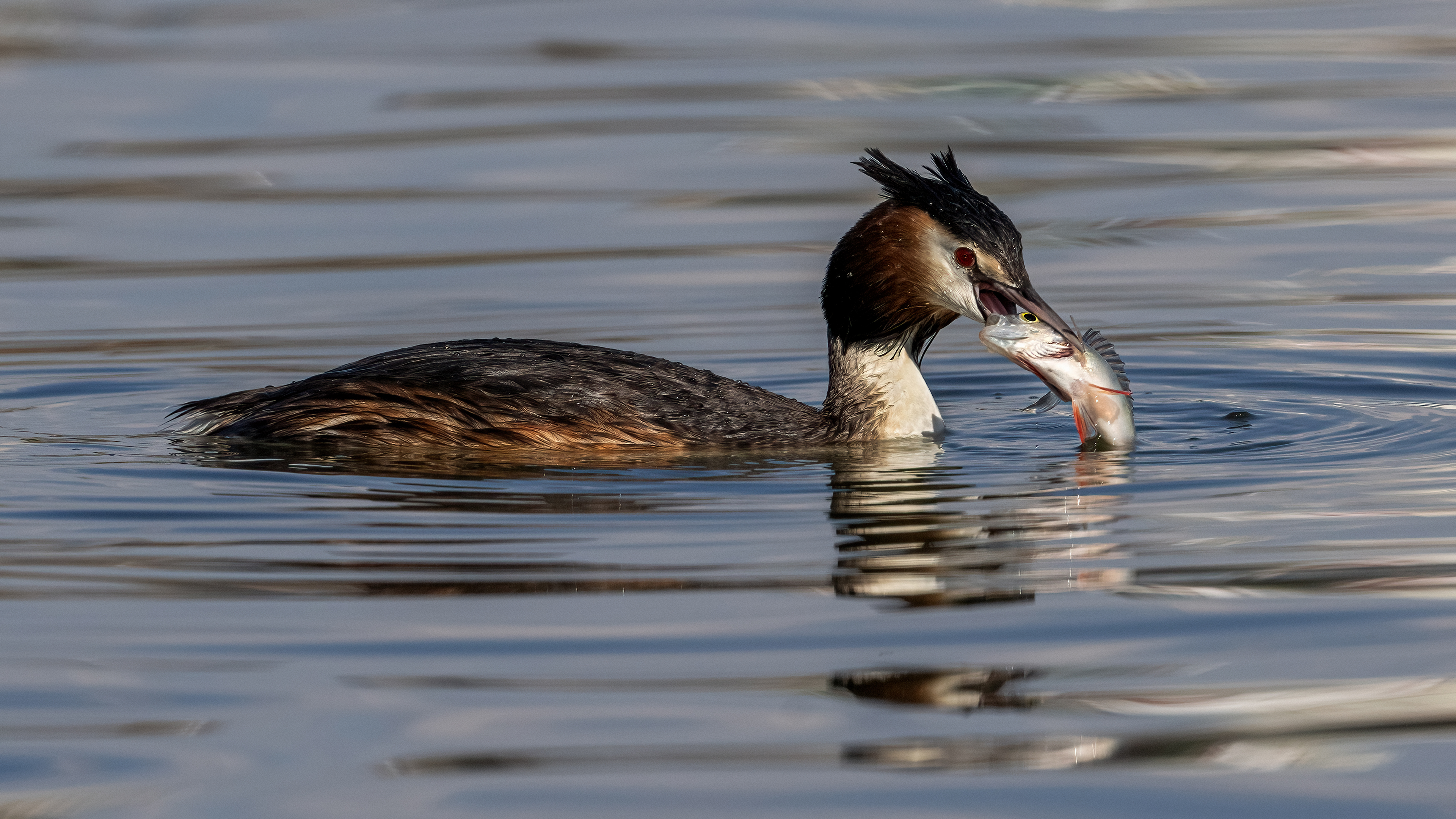 Great Crested Grebe