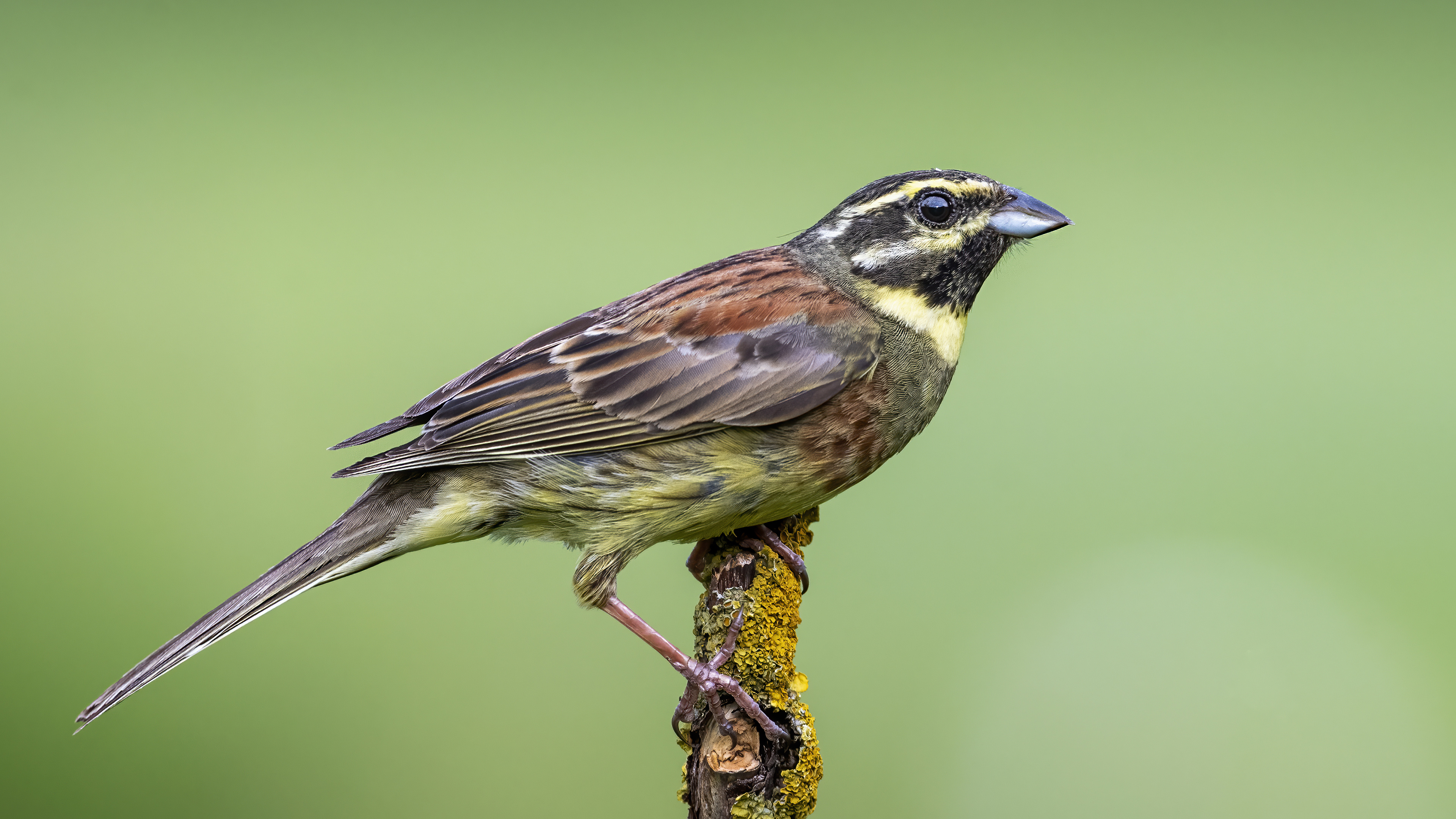 Cirl Bunting