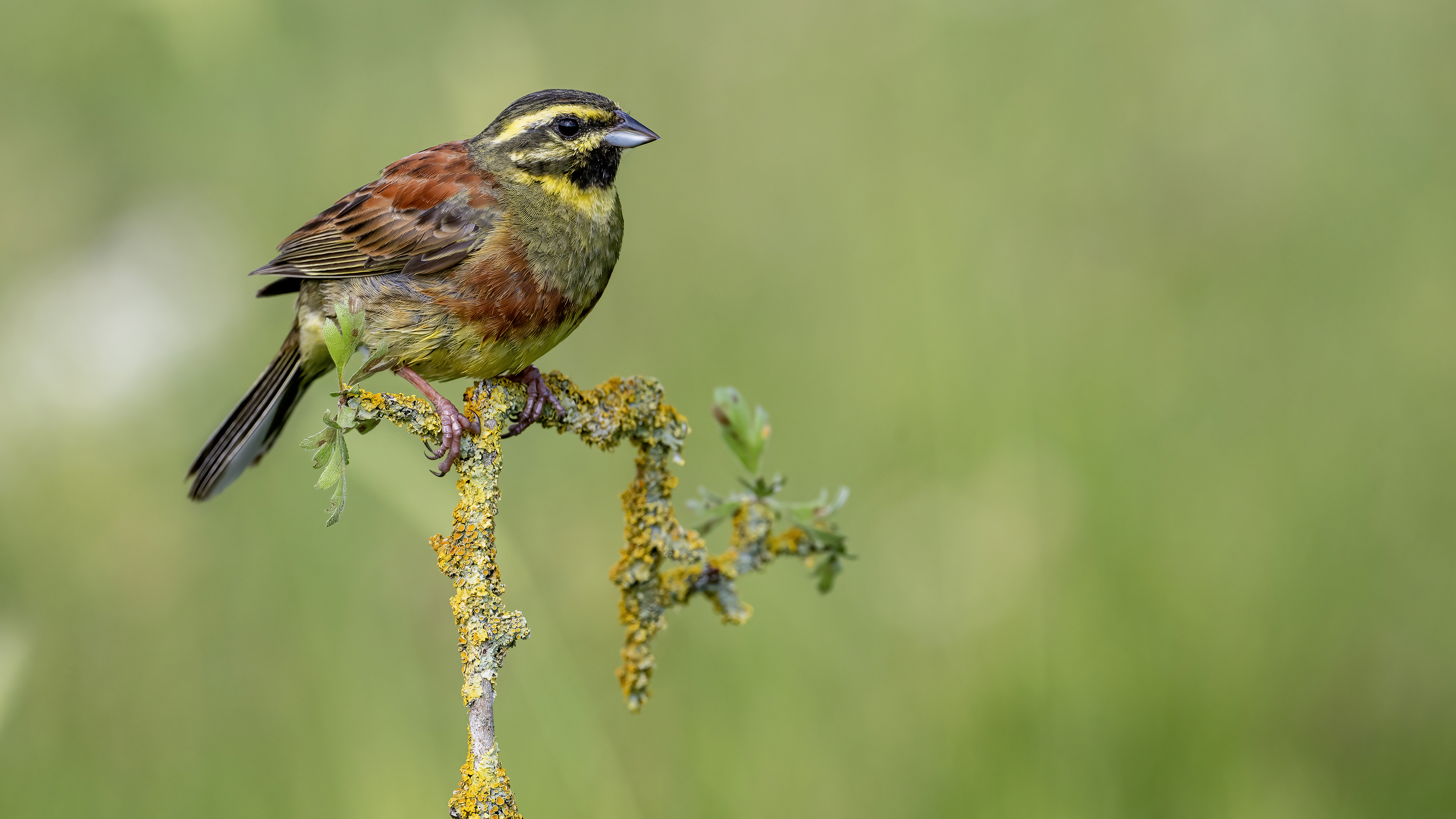 Cirl Bunting