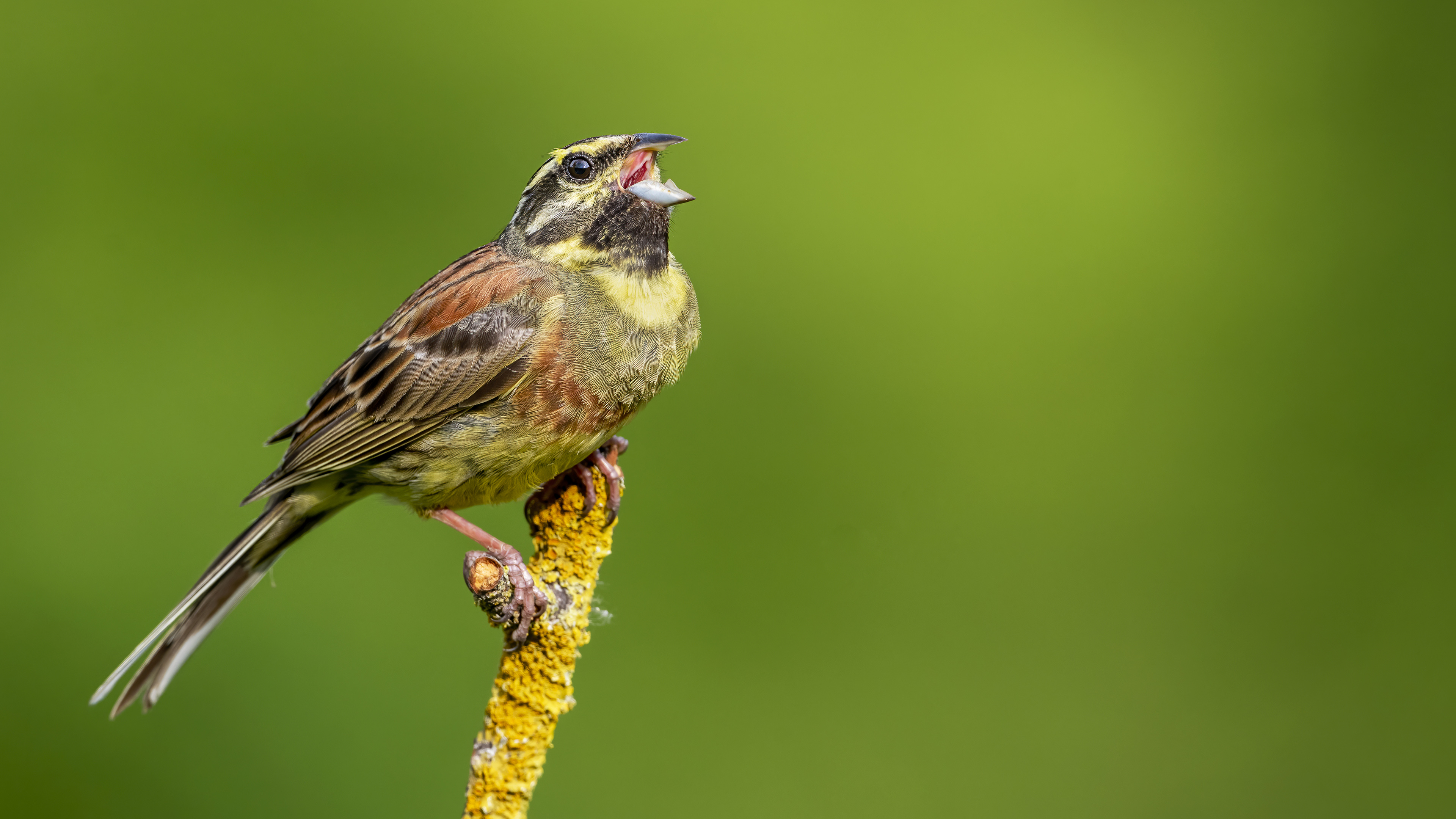 Cirl Bunting