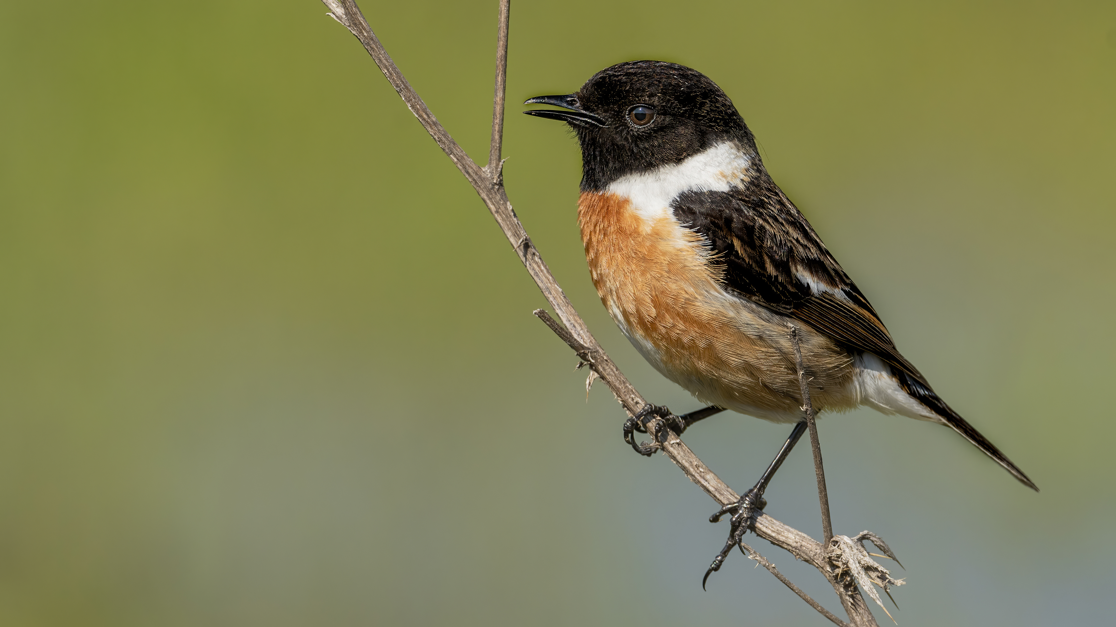 European Stonechat