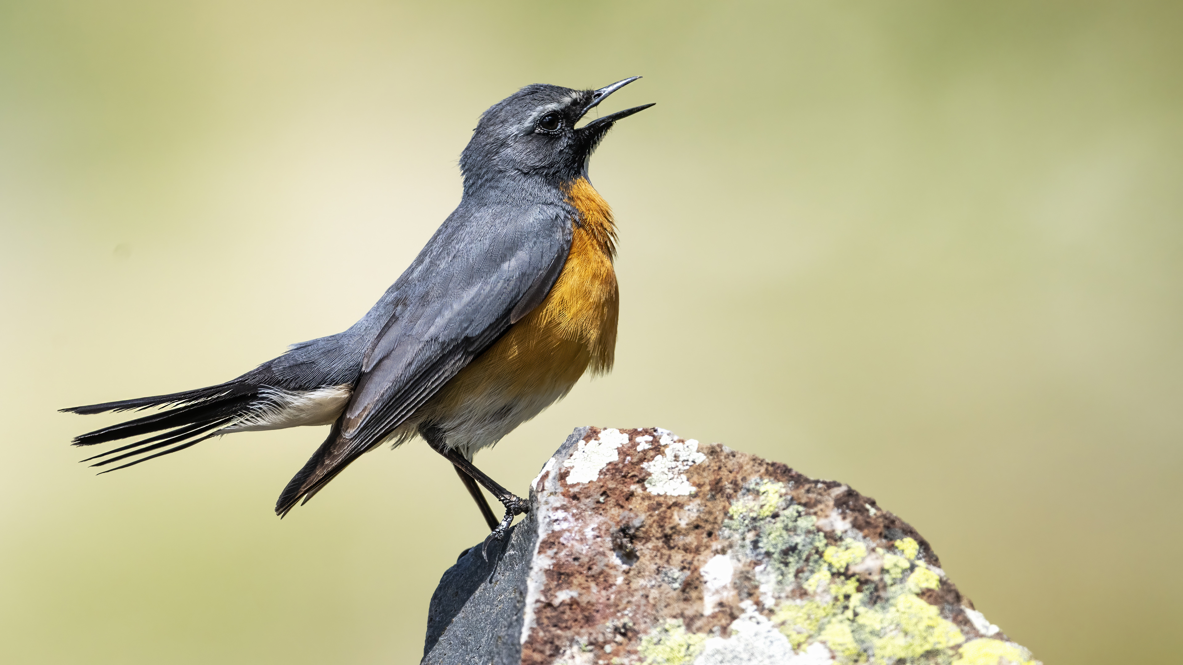 White-throated Robin