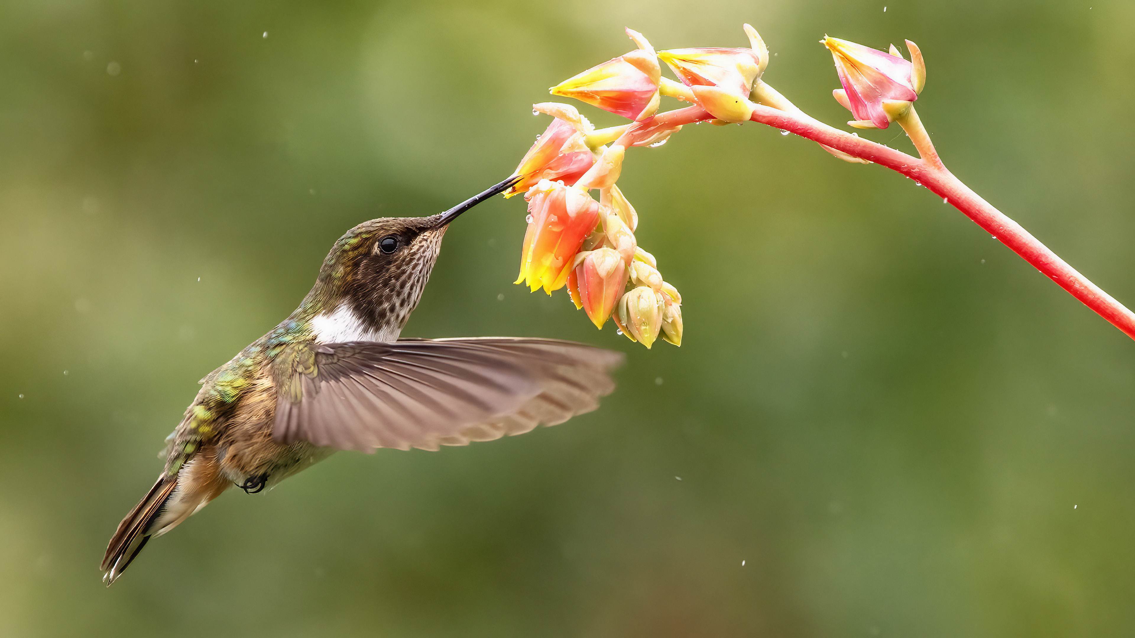 Volcano Hummingbird