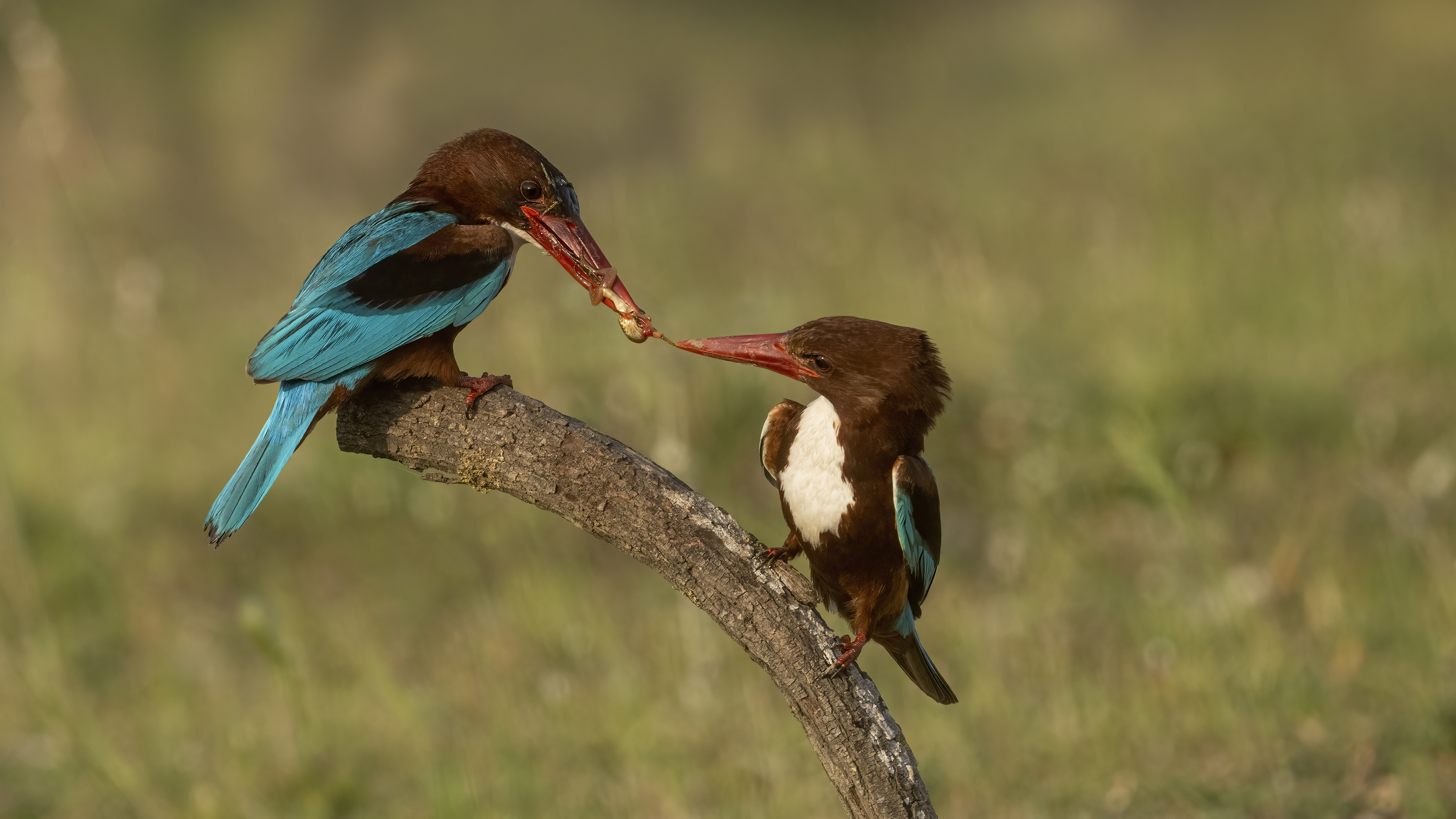White-throated Kingfisher