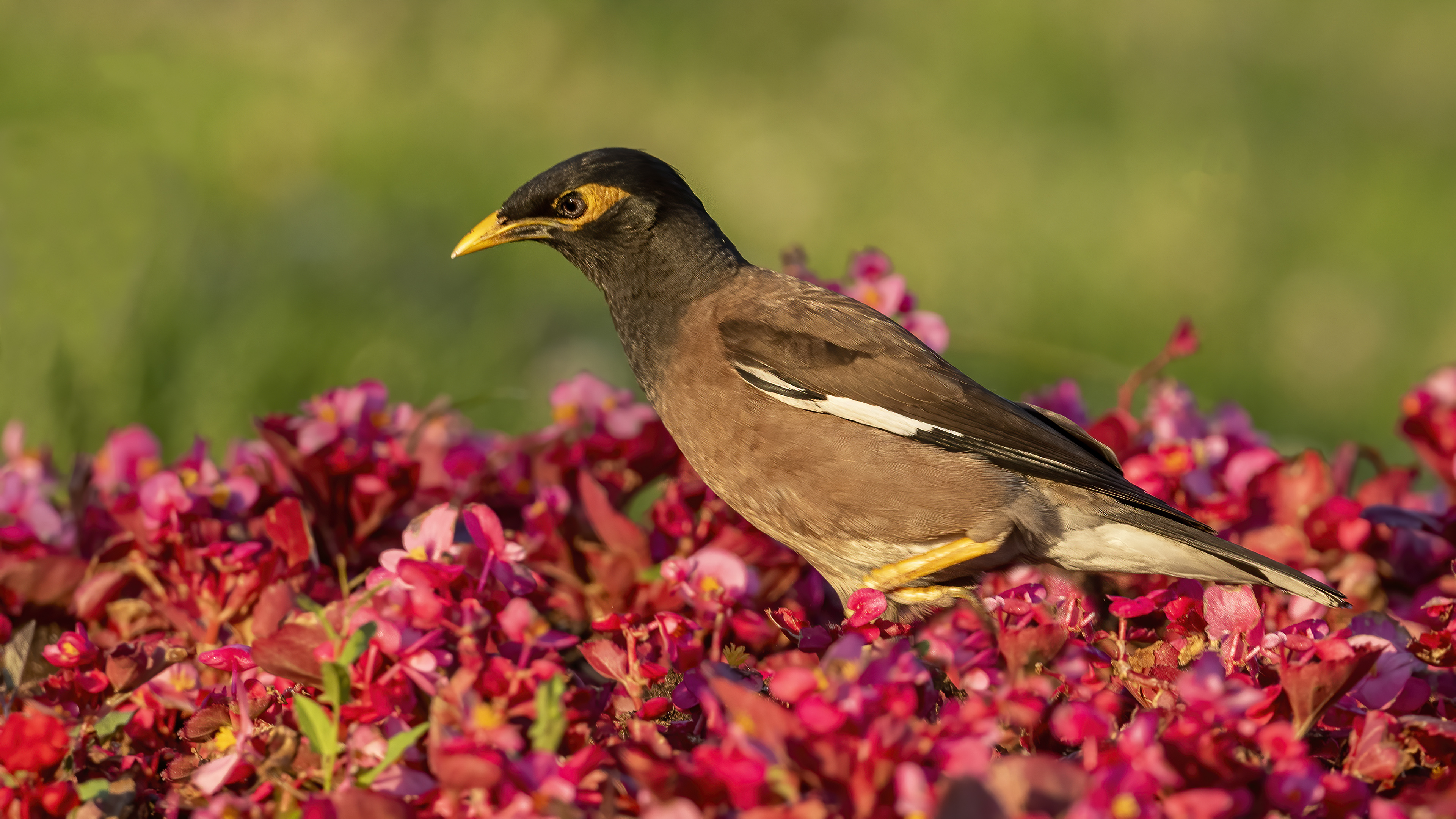 Common Myna