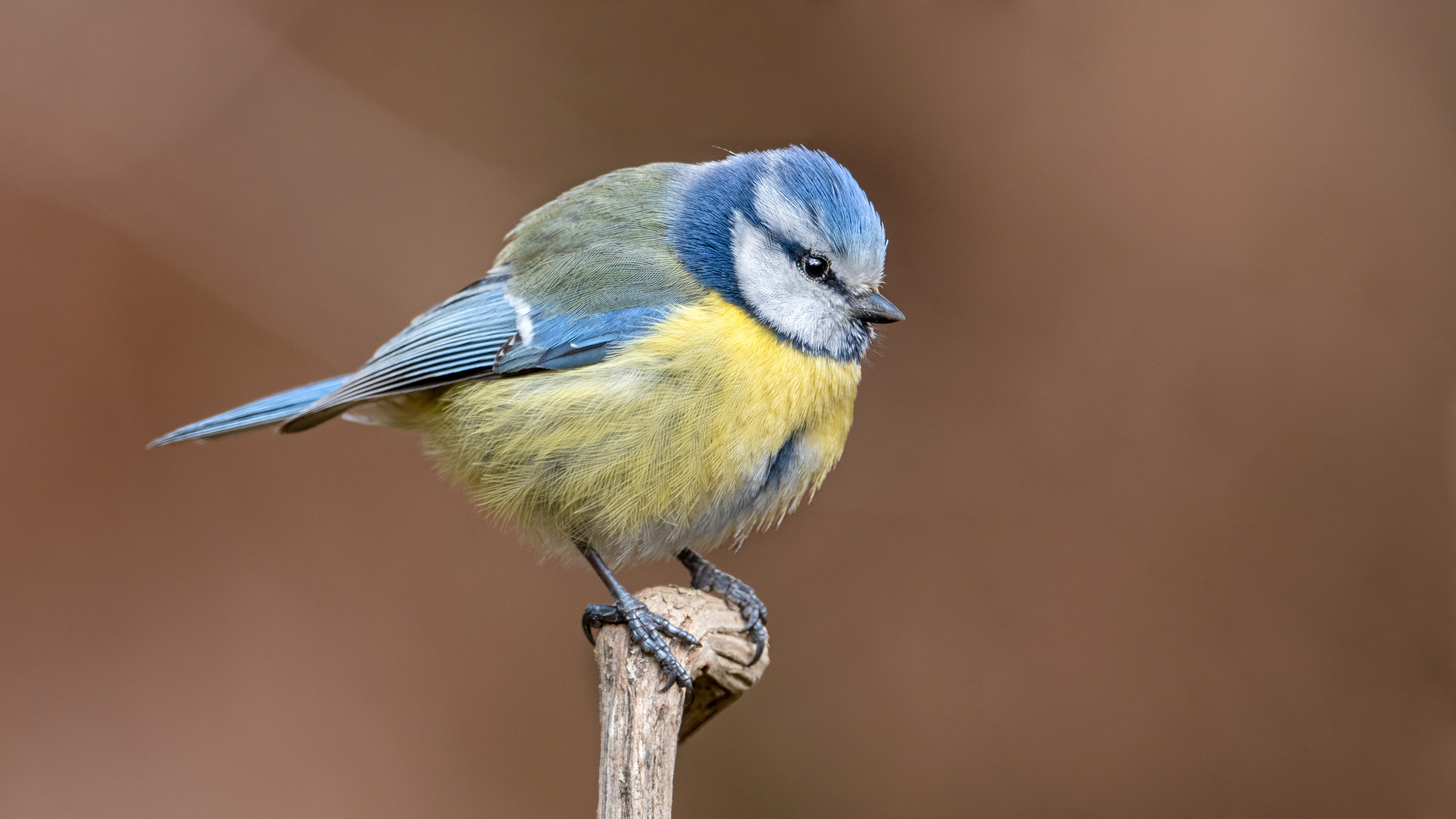 Eurasian Blue Tit