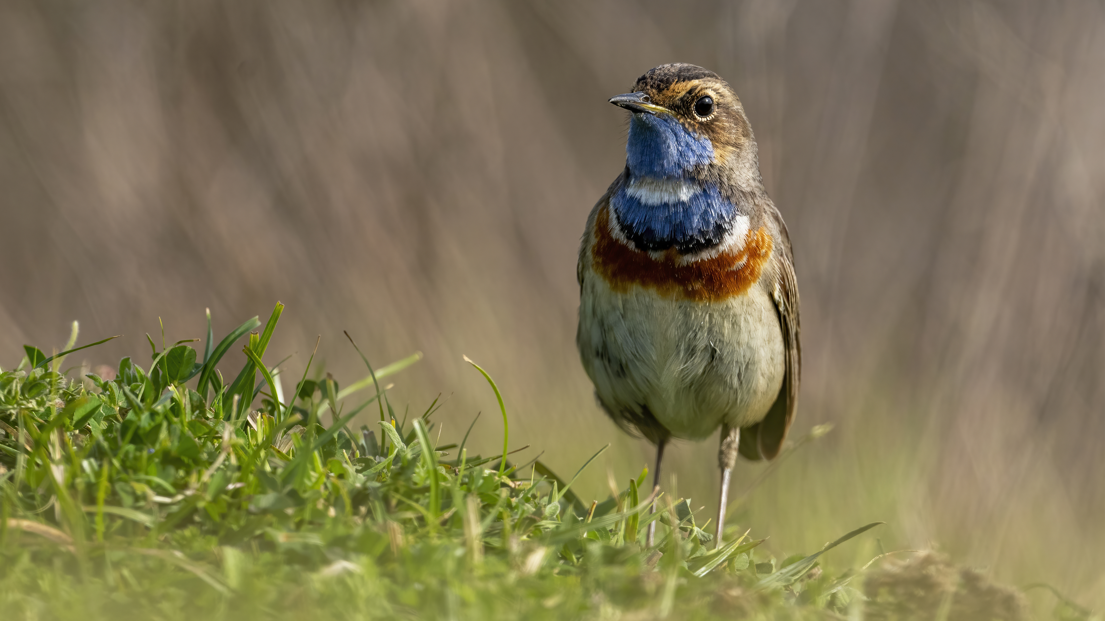 Bluethroat