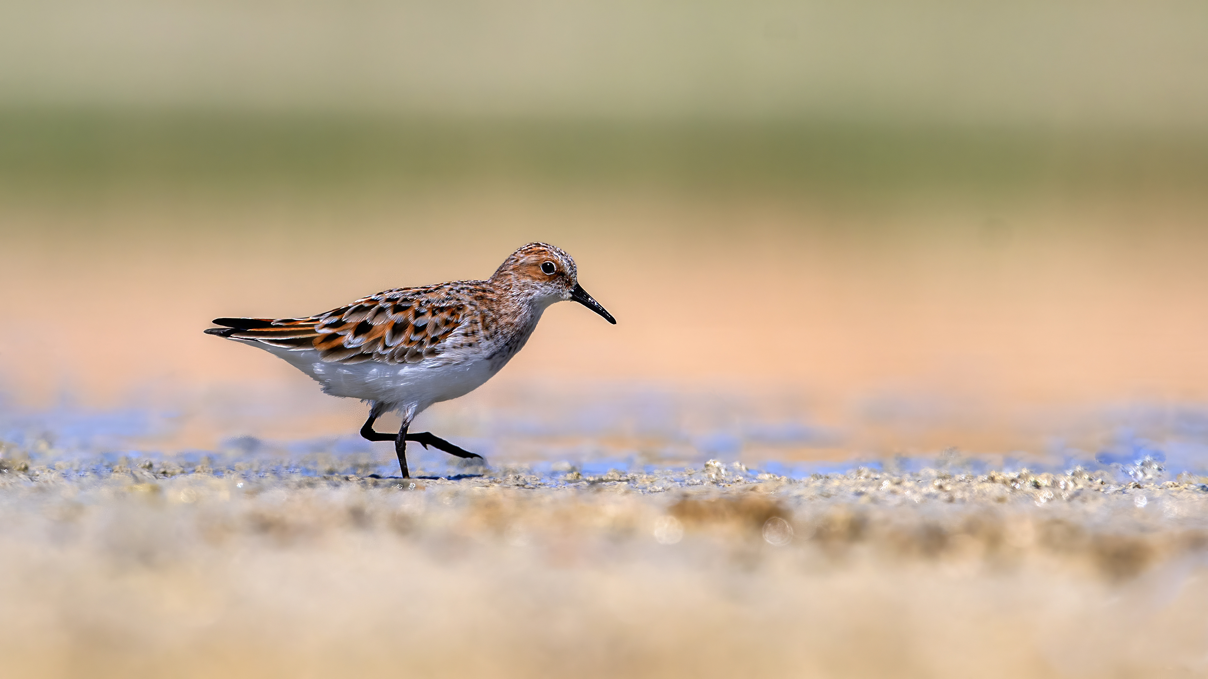Little Stint