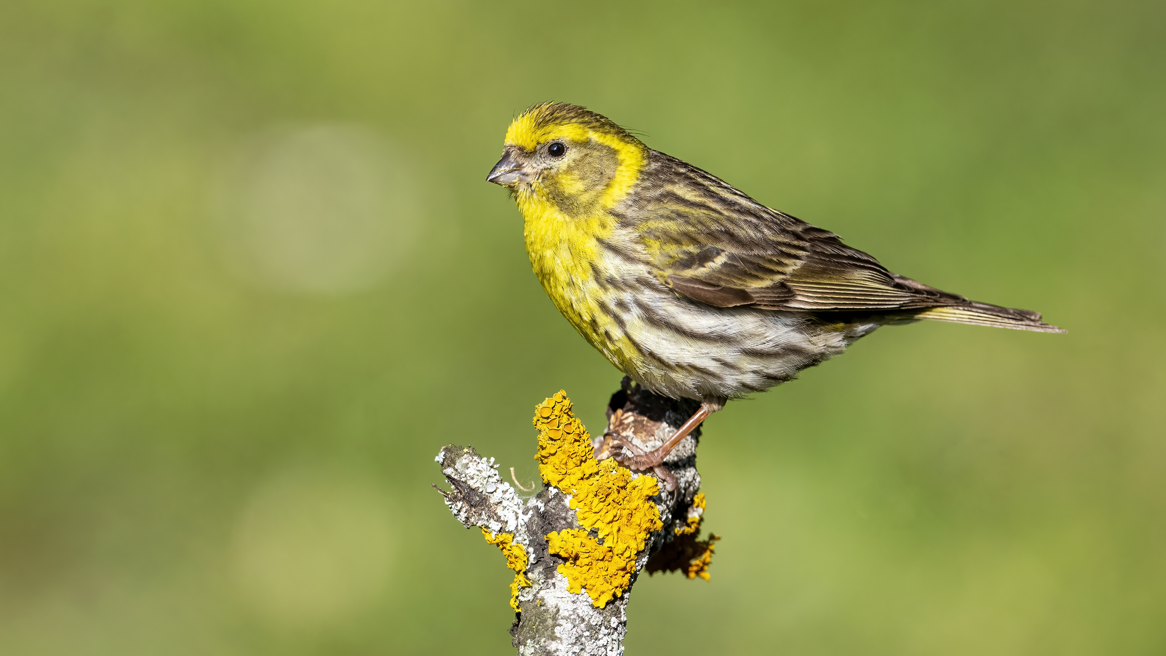 European Serin