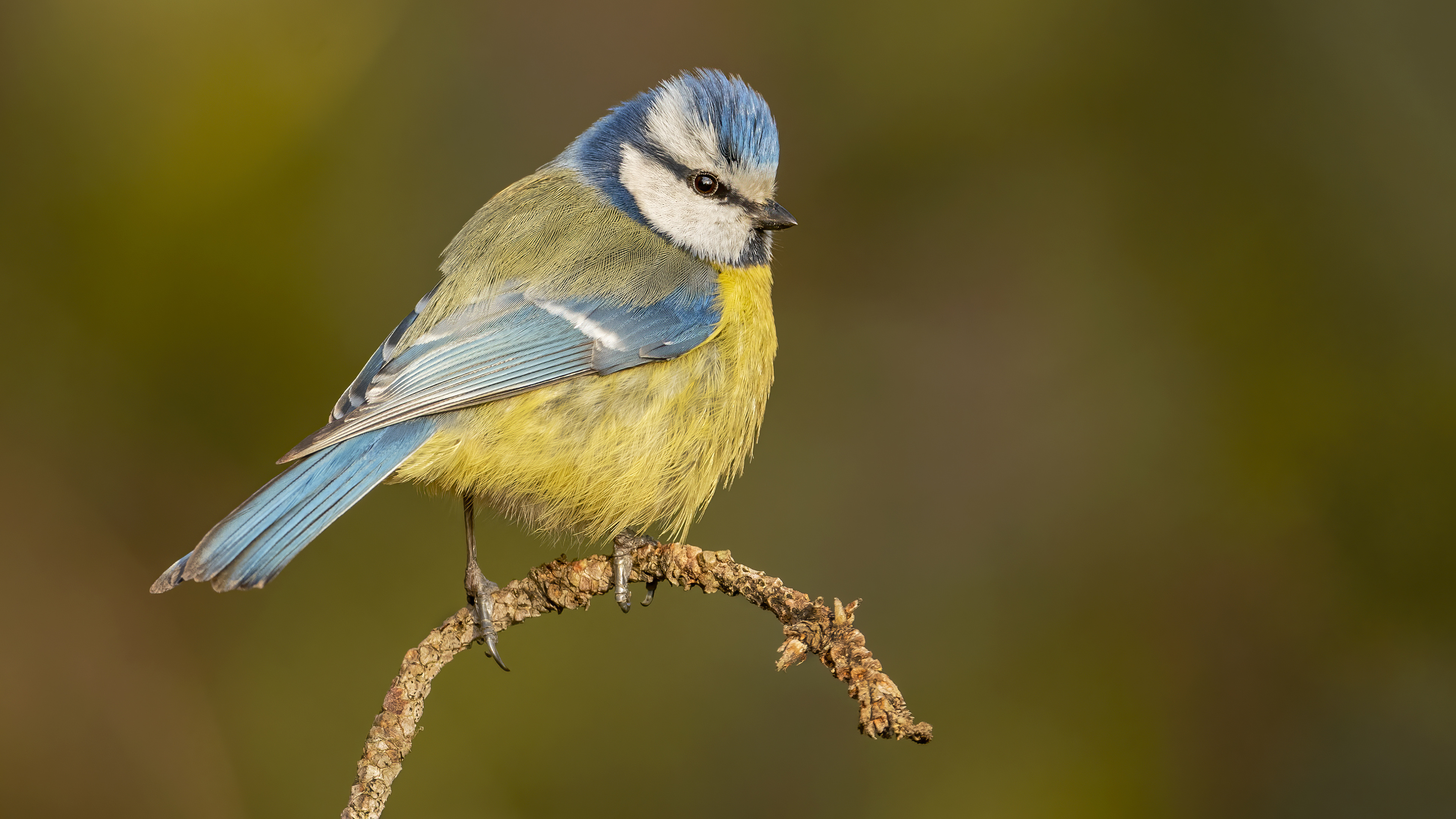 Eurasian Blue Tit