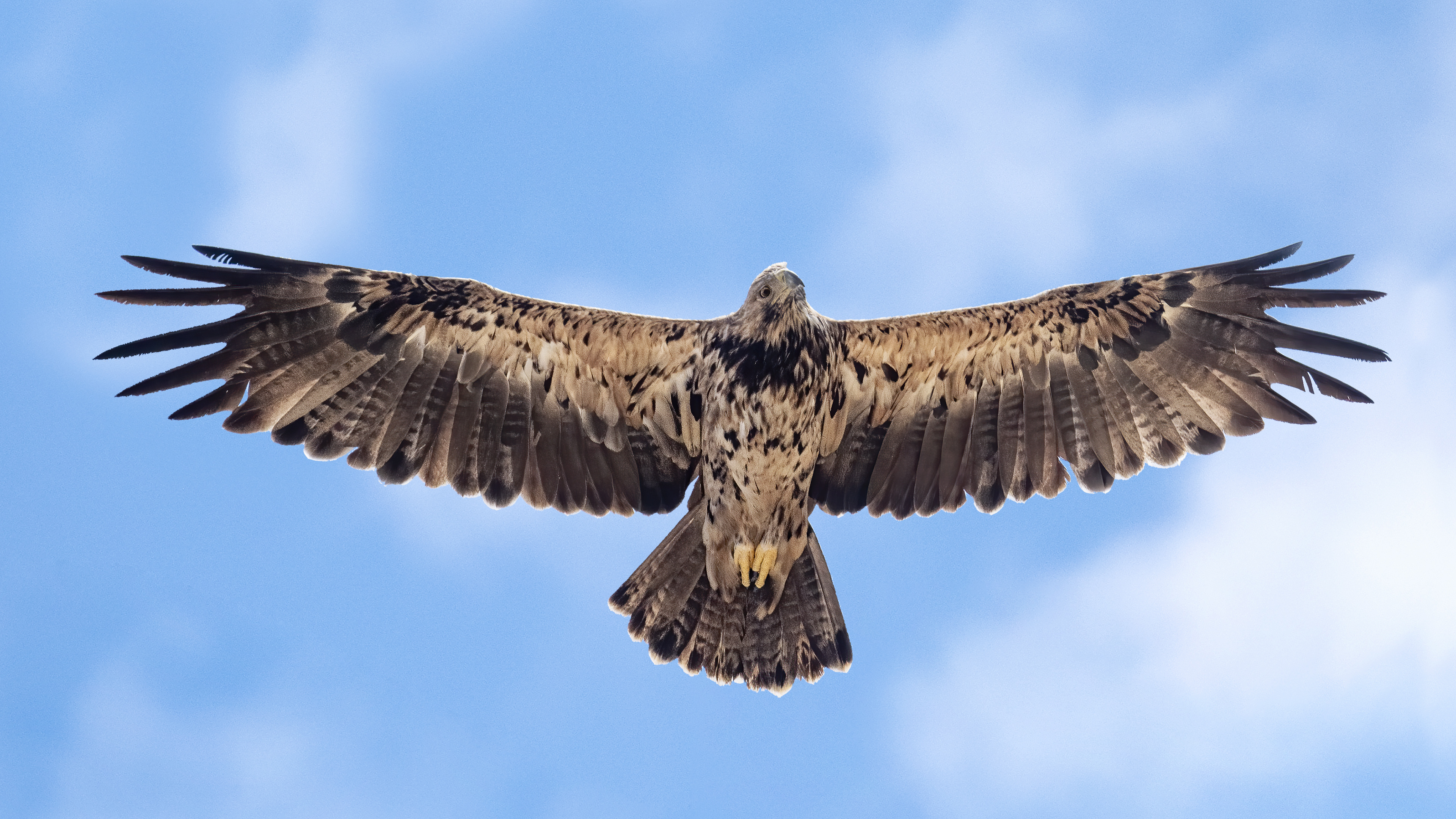 Imperial Eagle
