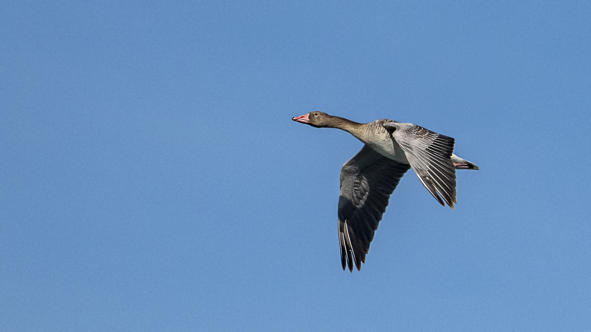 Graylag Goose