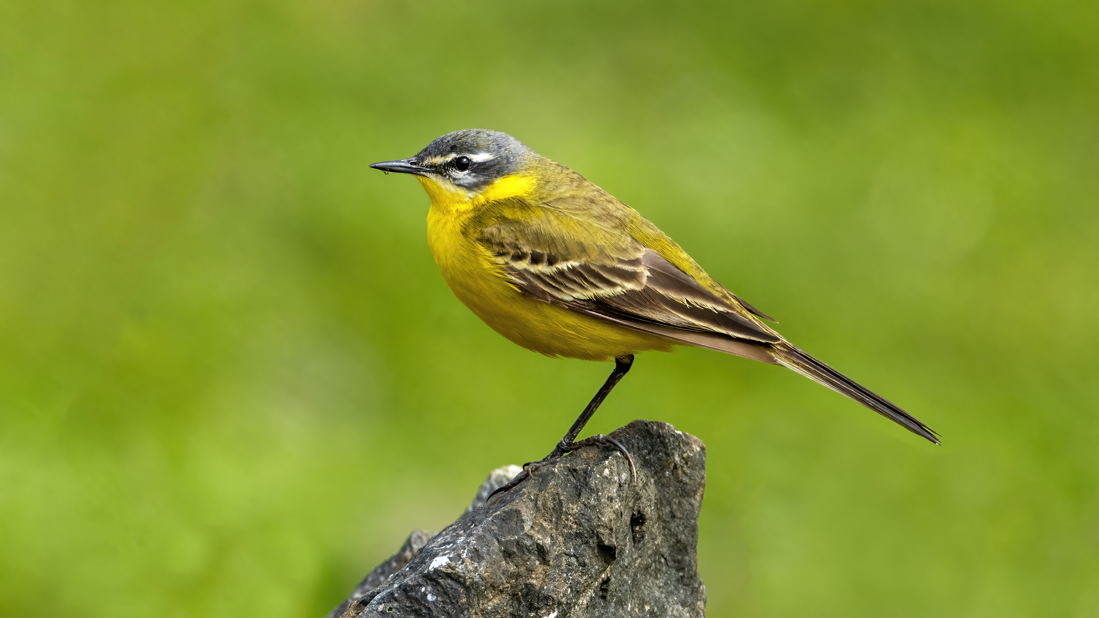 Western Yellow Wagtail