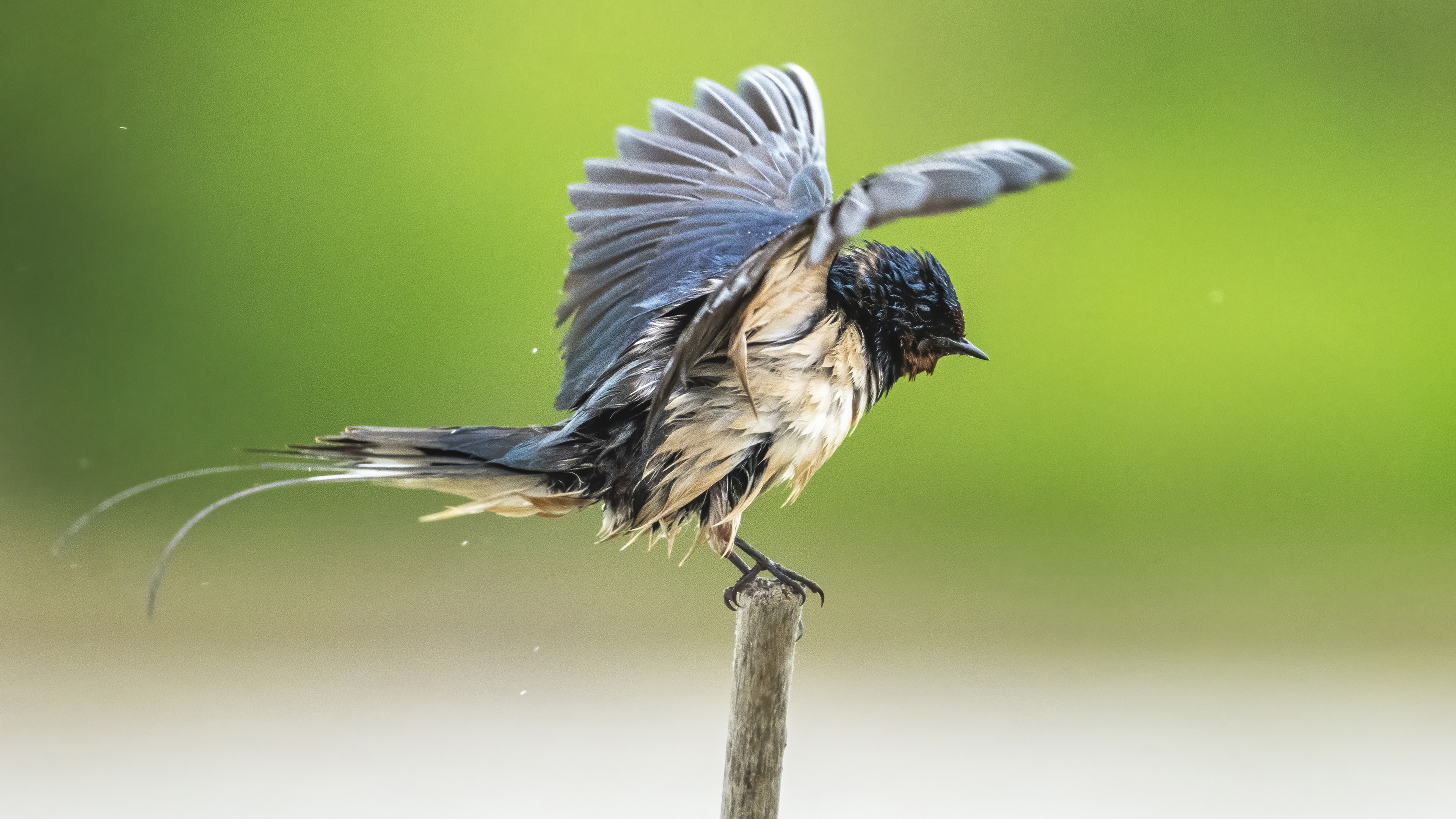Barn Swallow
