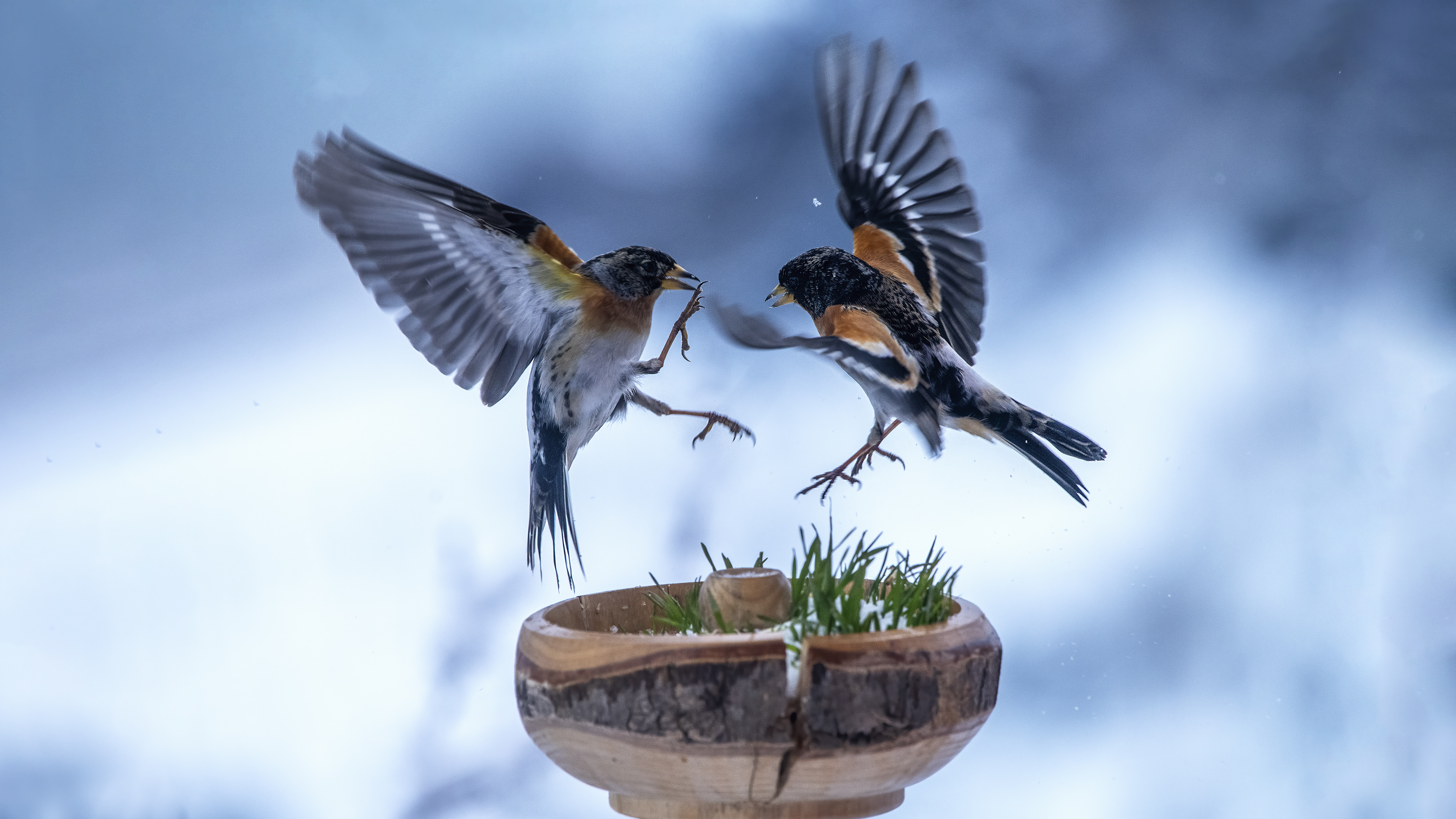 Brambling
