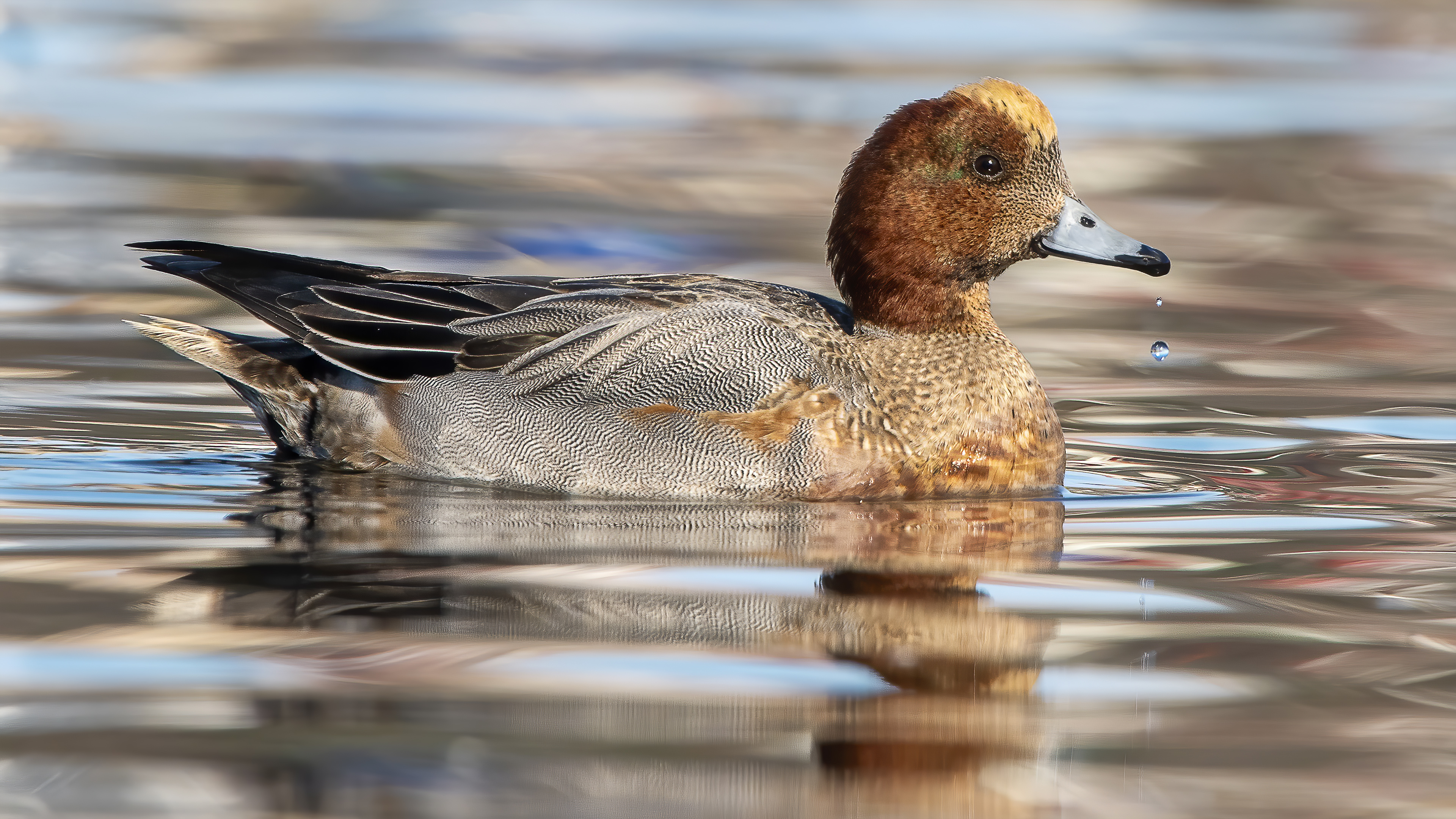 Eurasian Wigeon