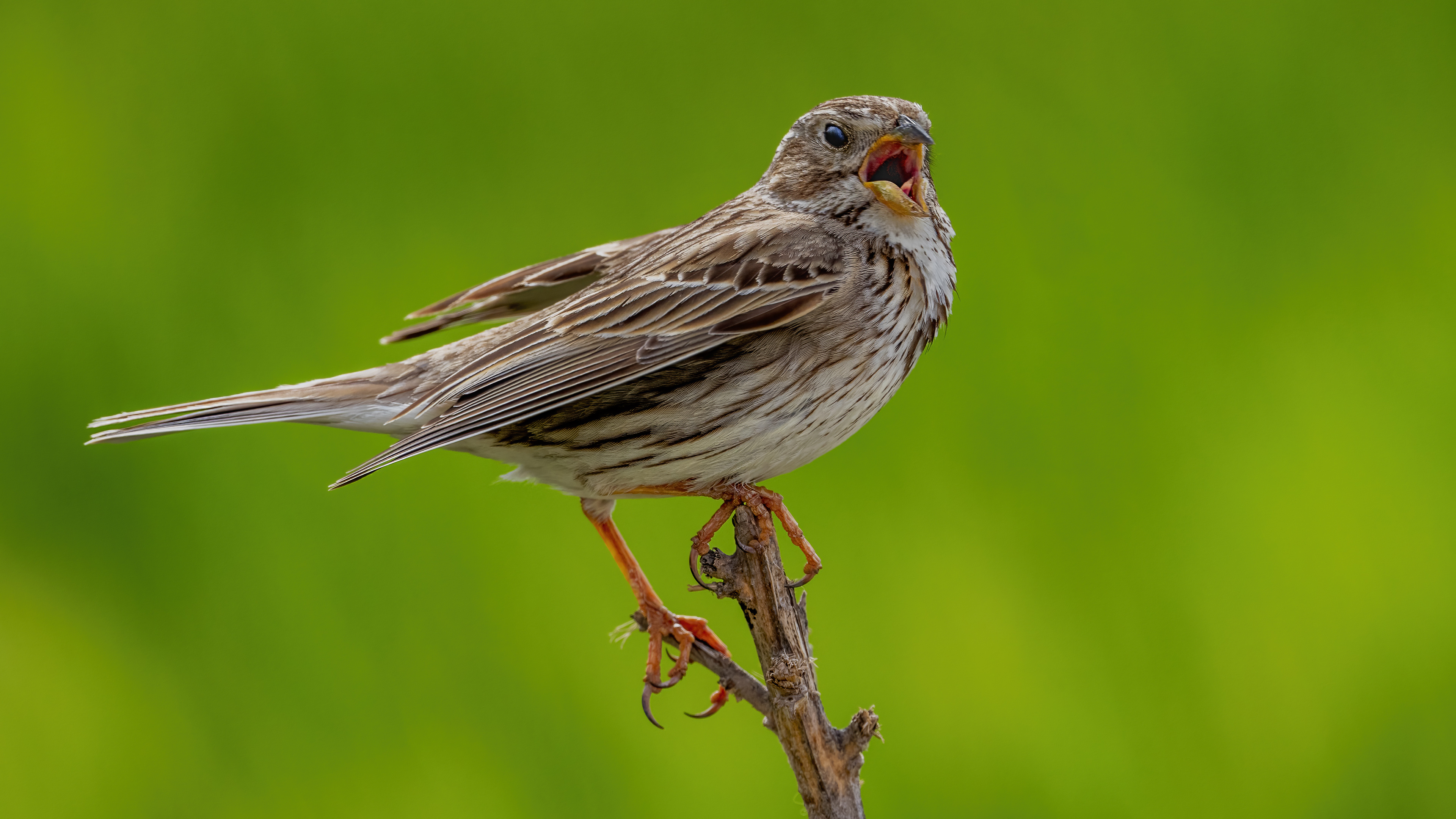 Corn Bunting