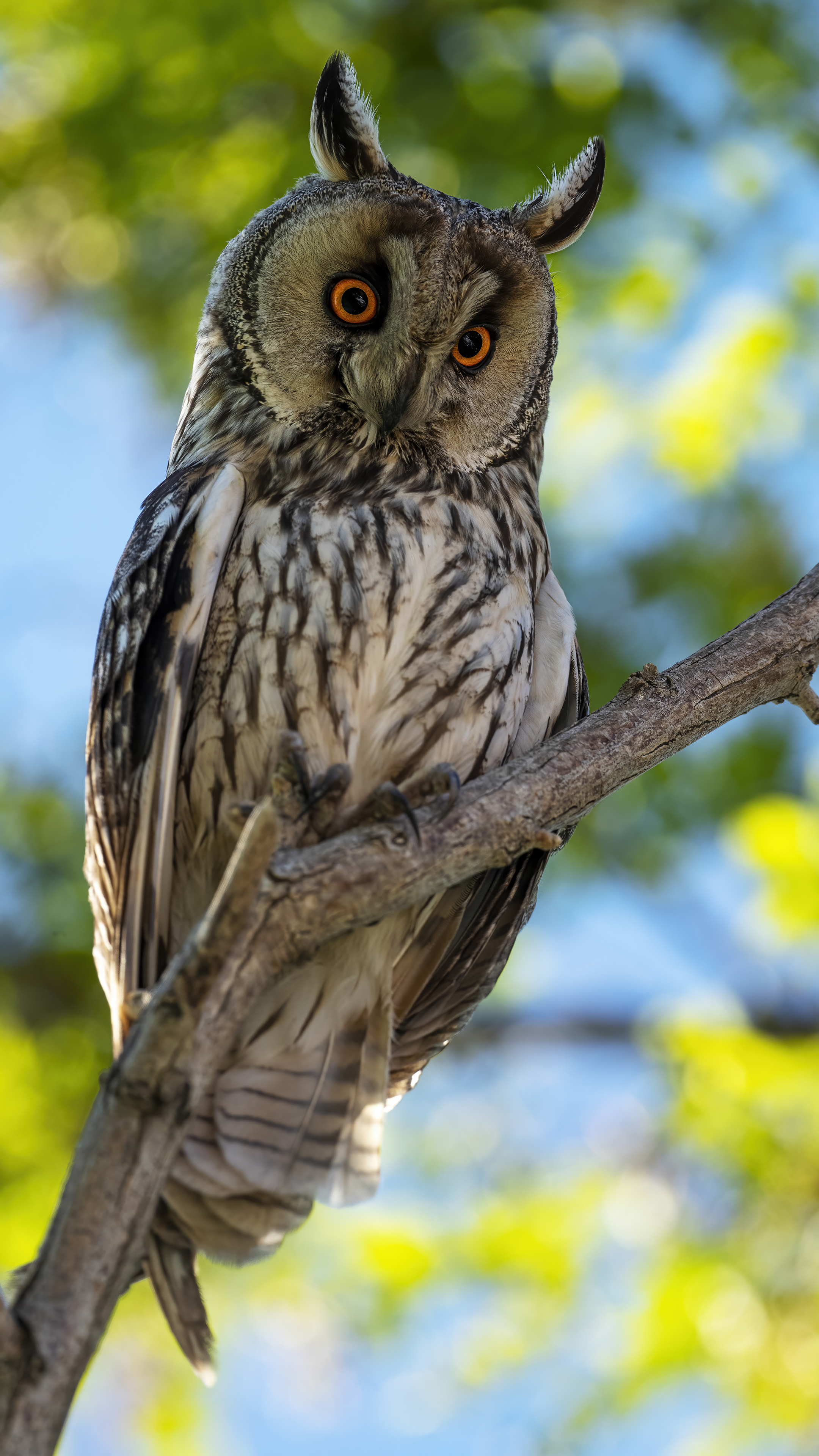 Long-eared Owl