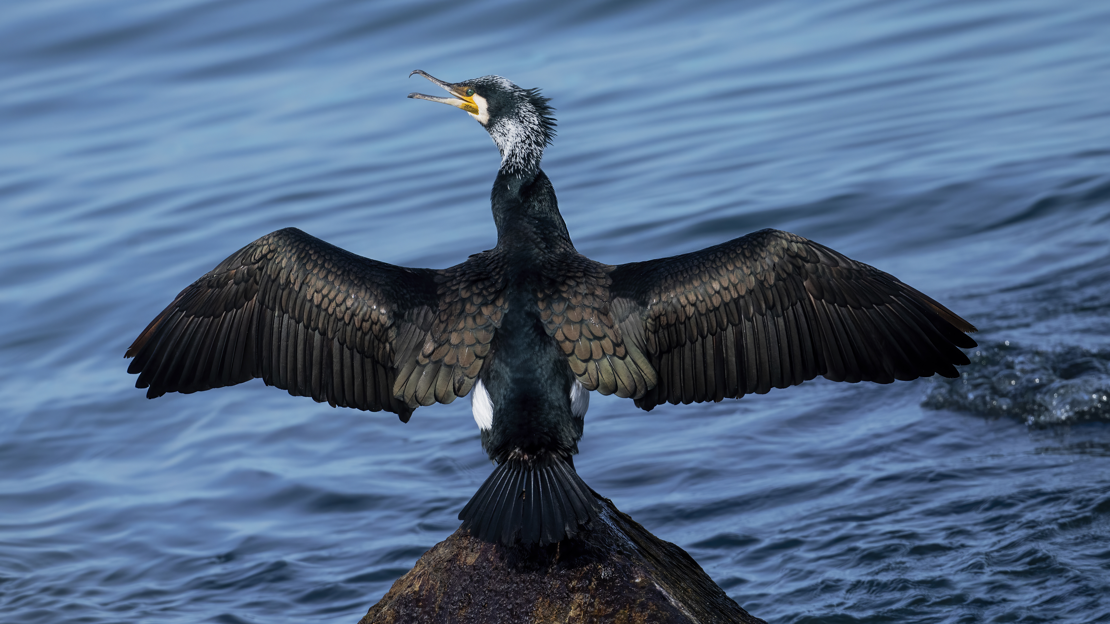 Great Cormorant