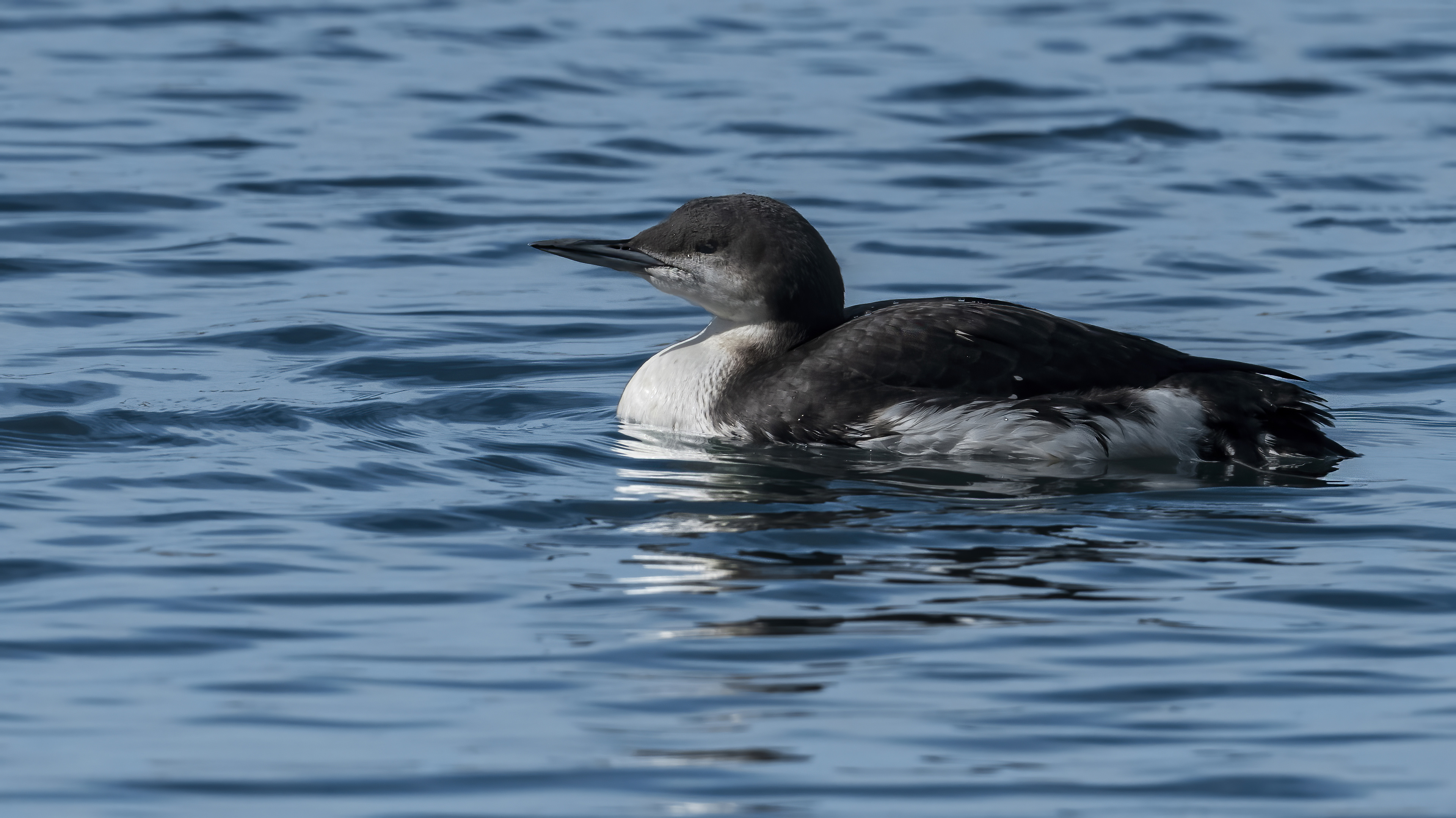 Arctic Loon