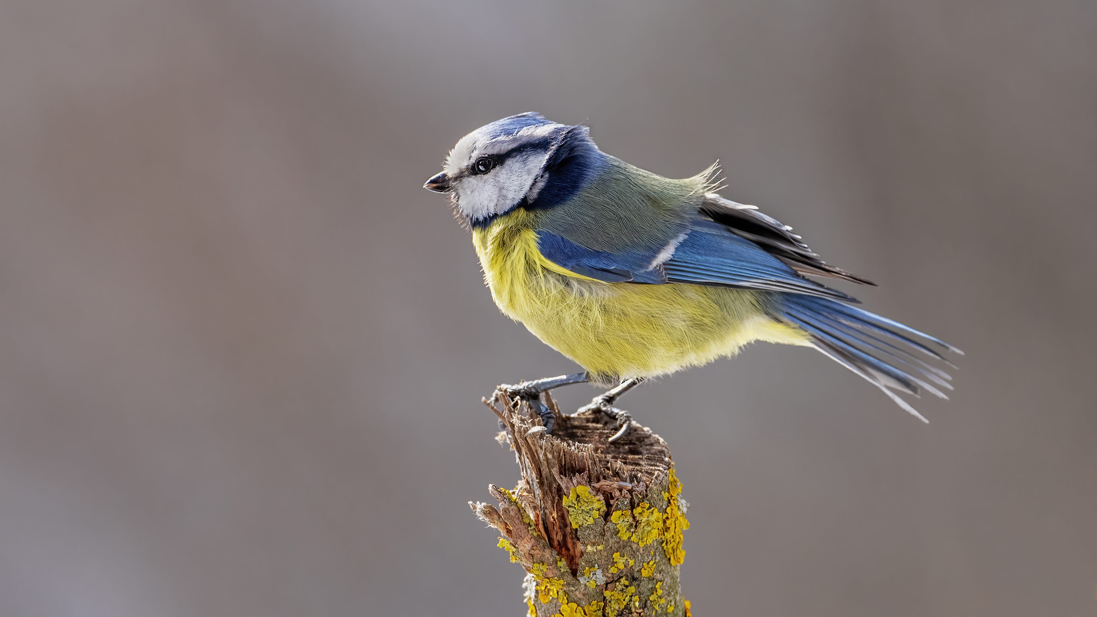 Eurasian Blue Tit